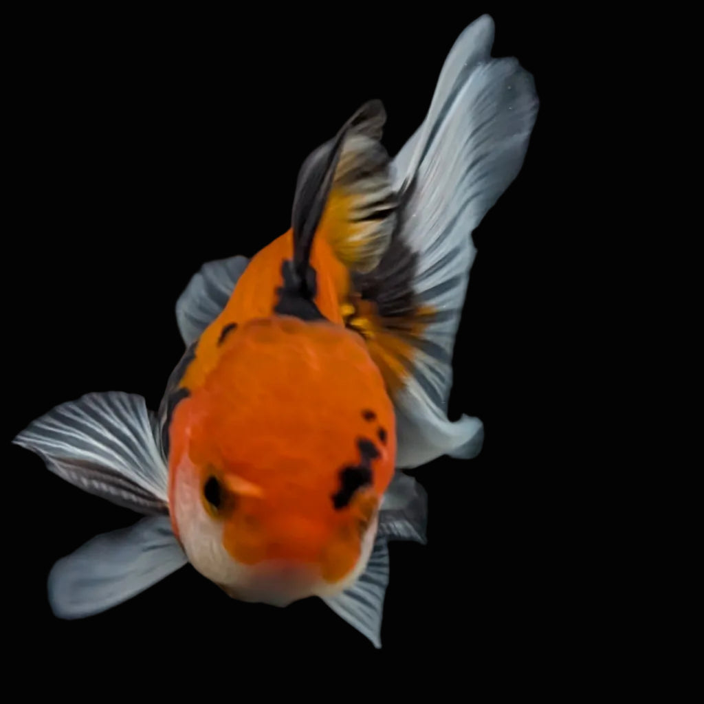 Juvenile Oranda Tricolor 3.5"-4" in.  ID#424T1A-003