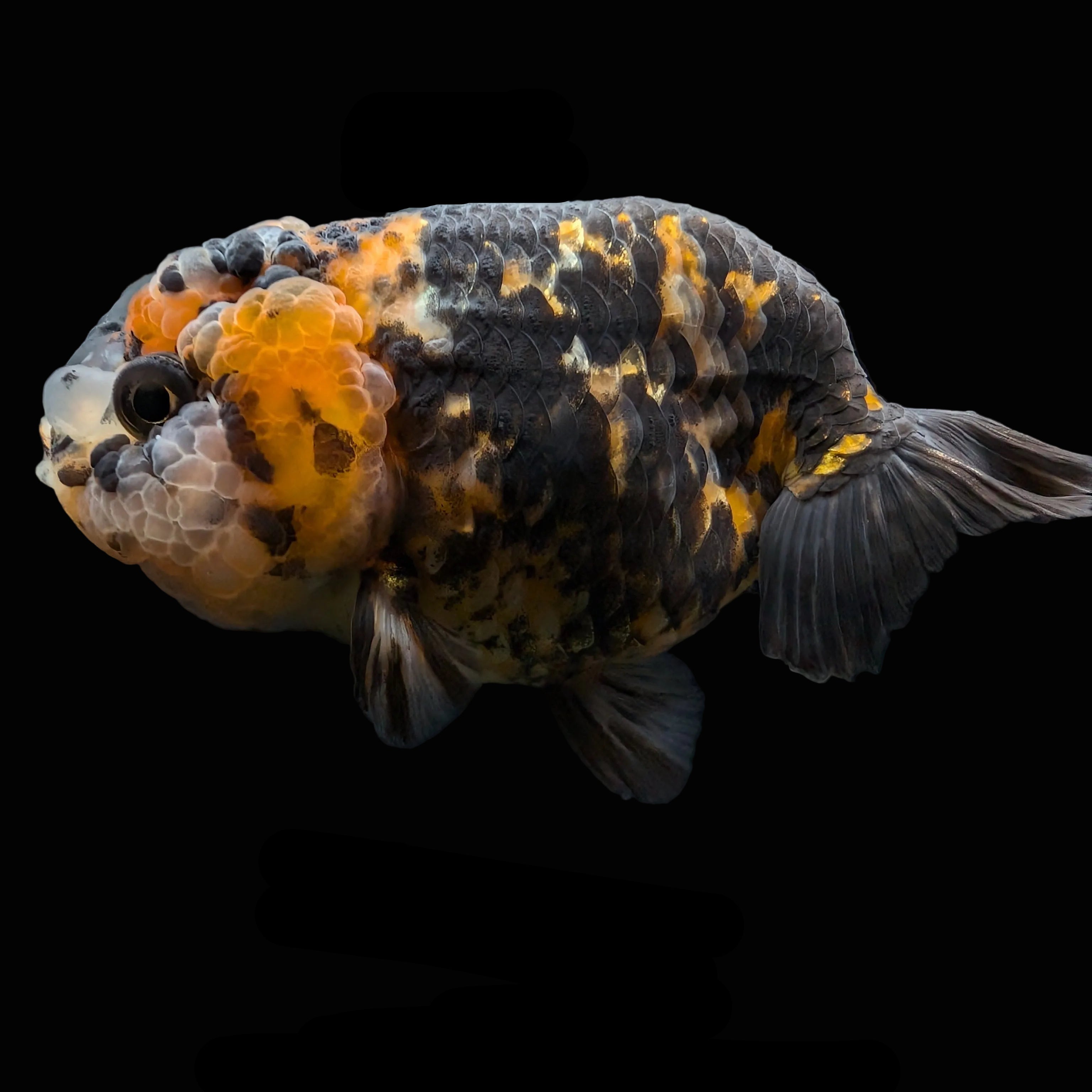 Jumbo Ranchu Calico 3.5"- 4" in. ID#710R8A-023