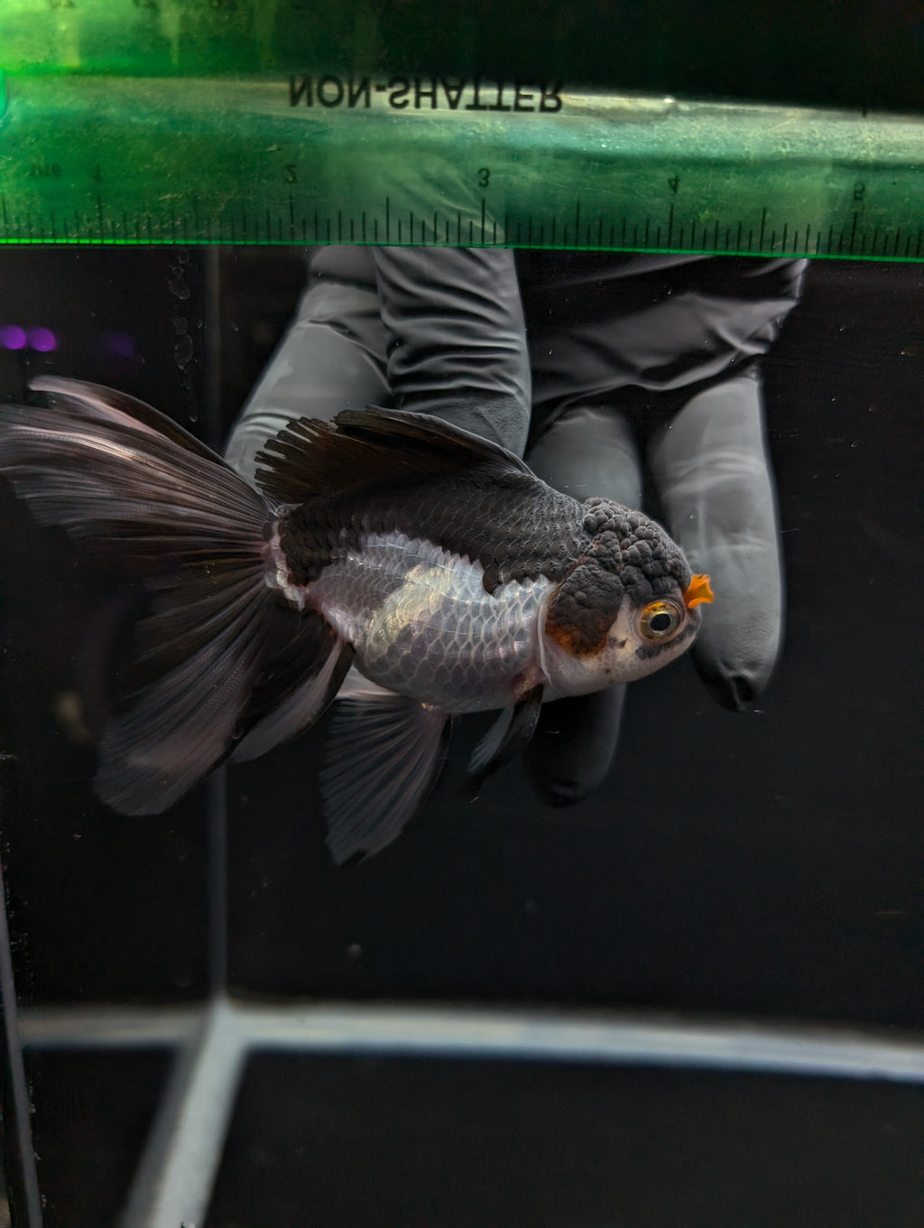 Thai Oranda Panda Tricolor 4"-4.5"in.  ID#1023T1A-026