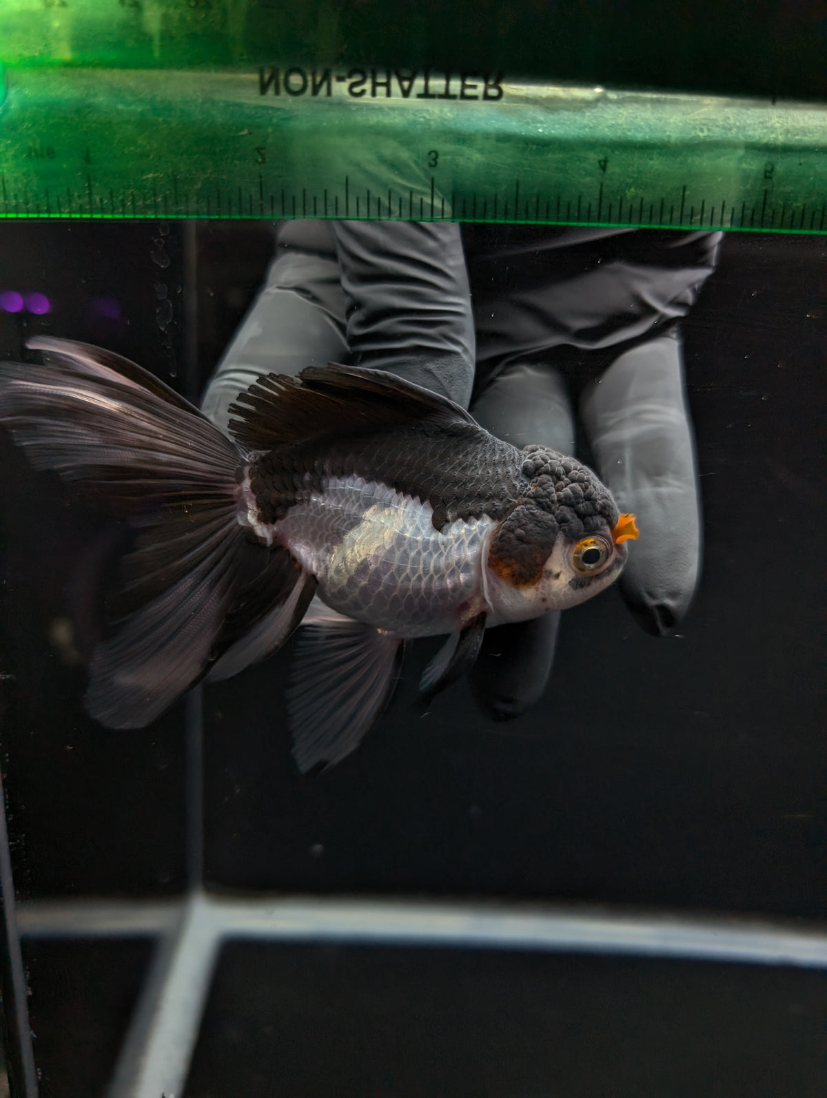 Thai Oranda Panda Tricolor 4"-4.5"in.  ID#1023T1A-026