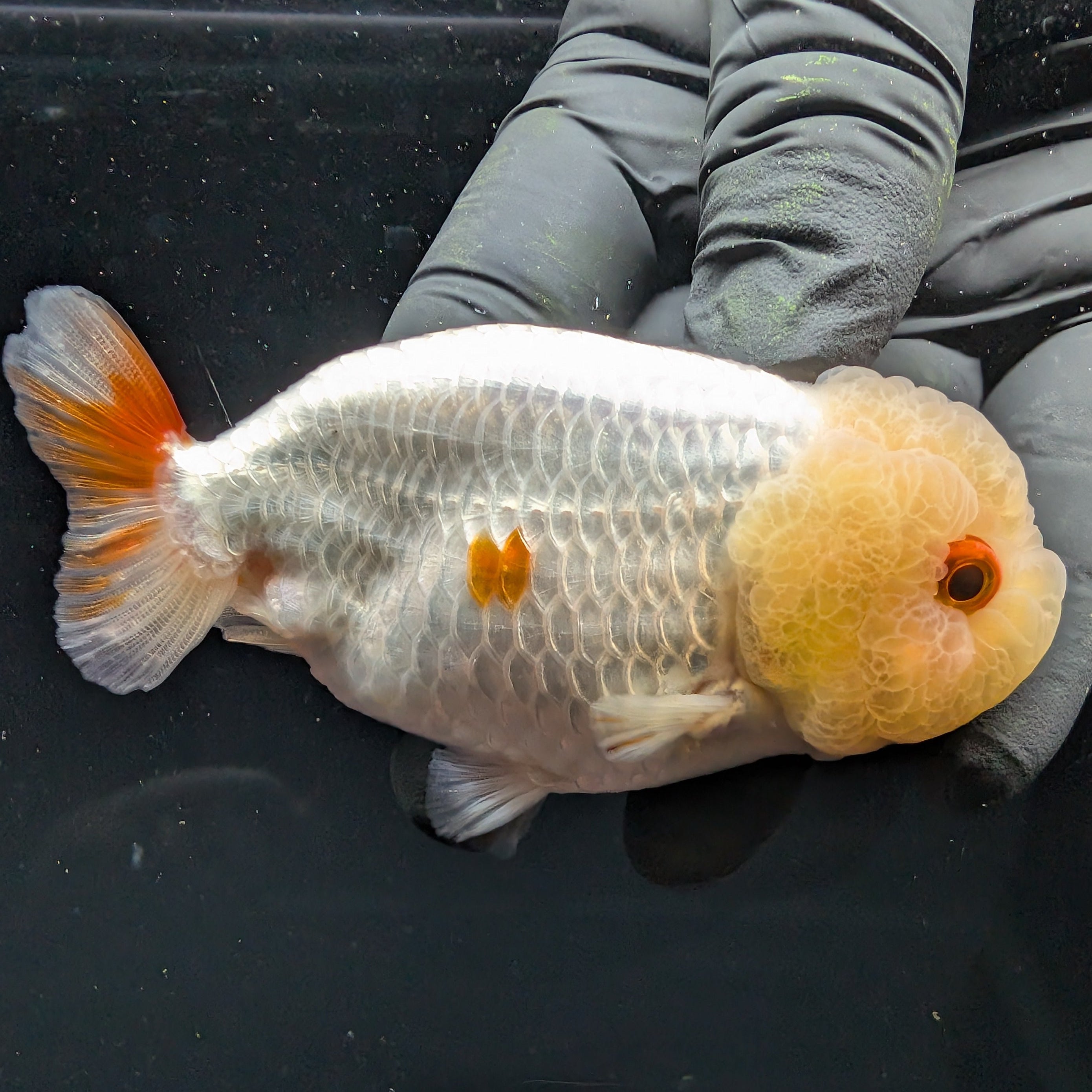 Jumbo Ranchu Red White 3.5"- 4" in. ID#710R8A-021