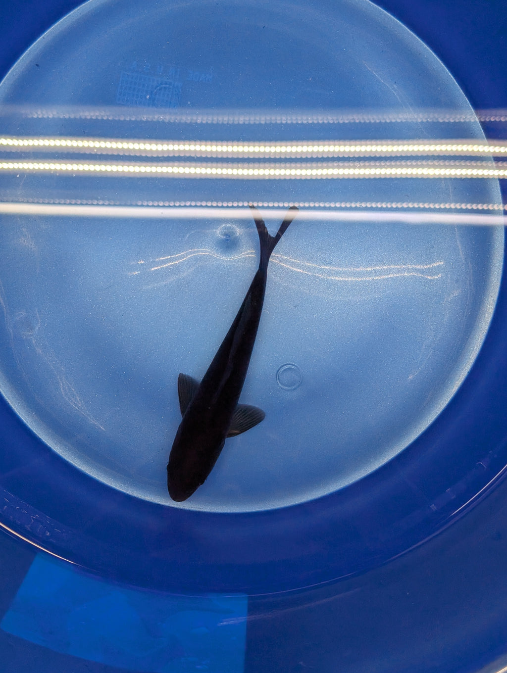 Karasu Koi  5"-6"in. ID#806BFK-021