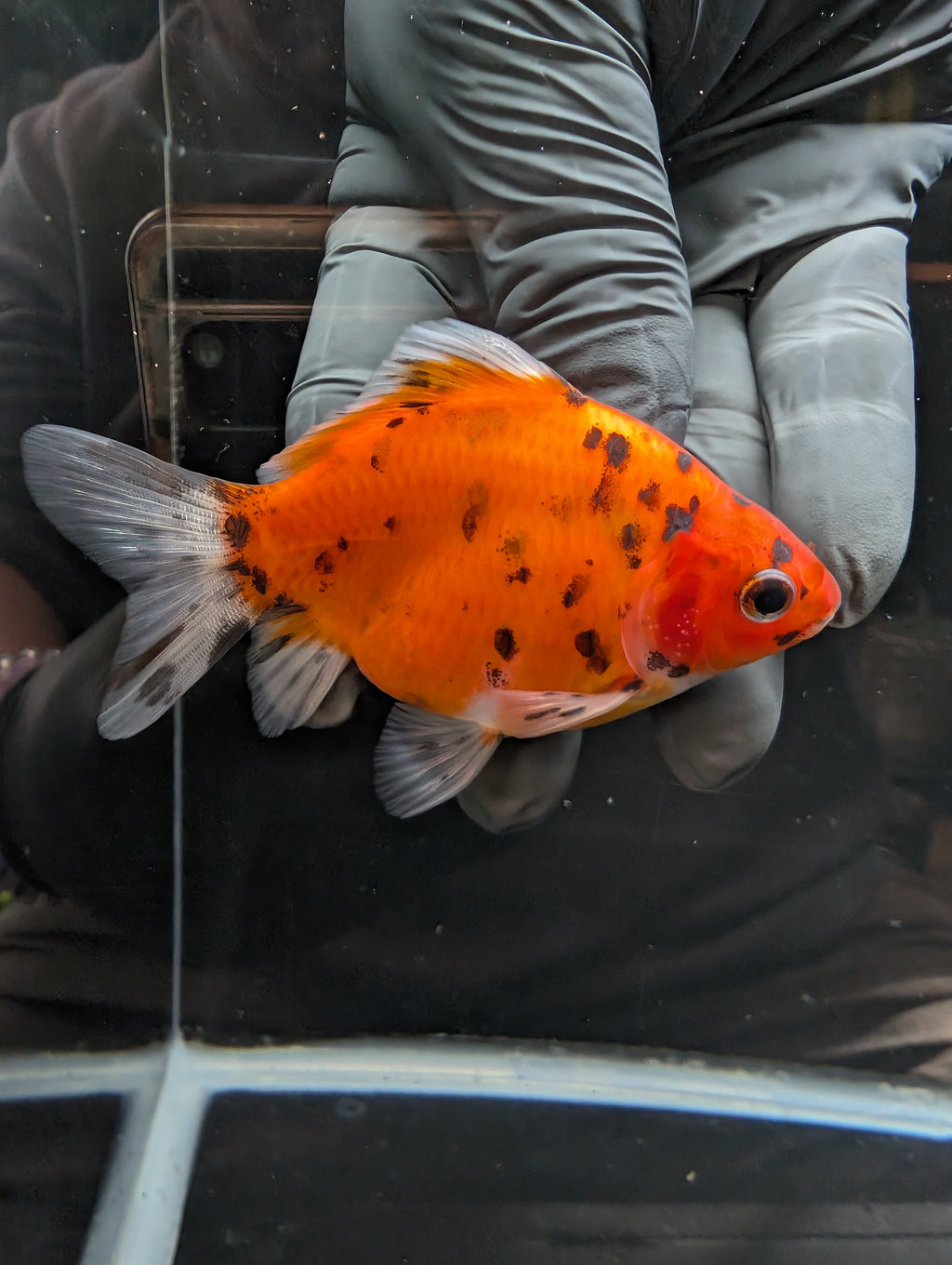 Tamasaba Calico 3.5" in. ID#1023TM1B-024