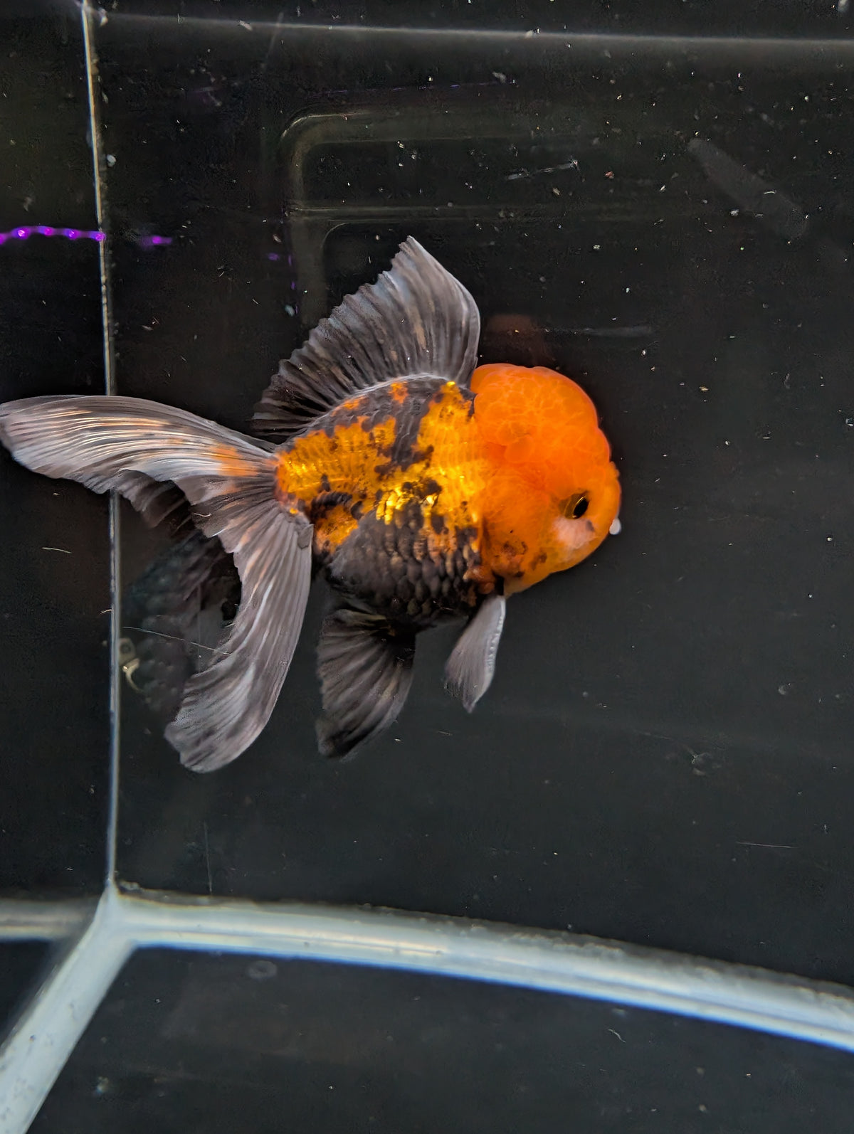 Thai Oranda Tricolor 4"-4.5"in.  ID#1023T1A-027