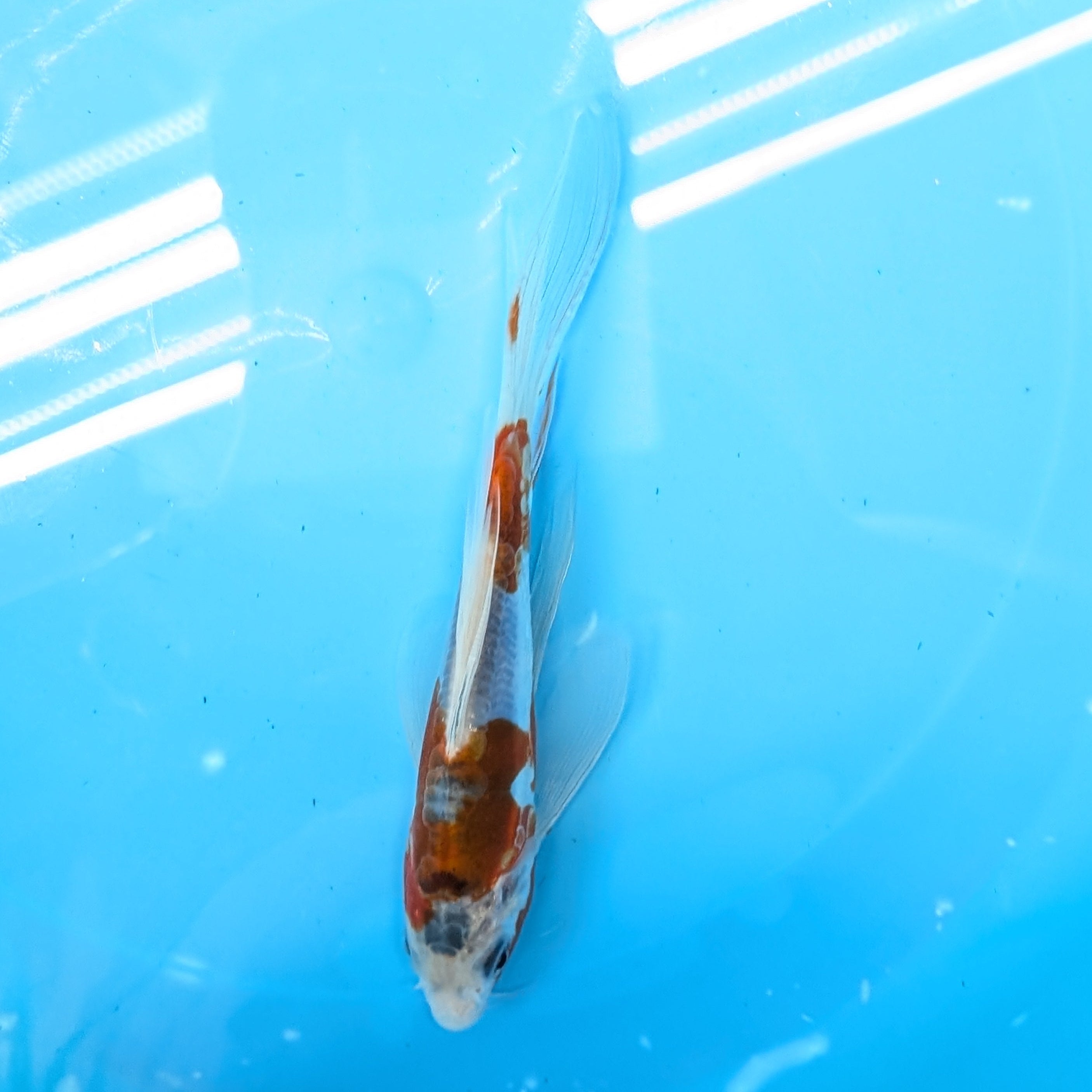Shusui Butterfly Koi  6"-7'in. ID#727BFK-002