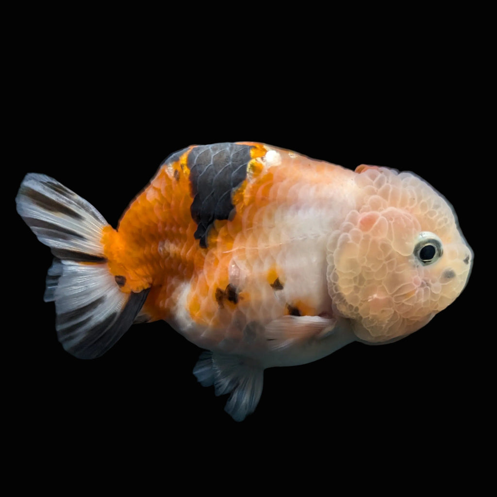 Jumbo Ranchu Sakura Calico 3.5"- 4" in. ID#703R8A-010