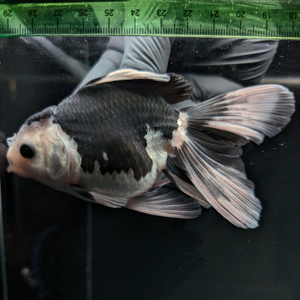 Thai Oranda Panda  4.5"-5"  ID#718T5B-001