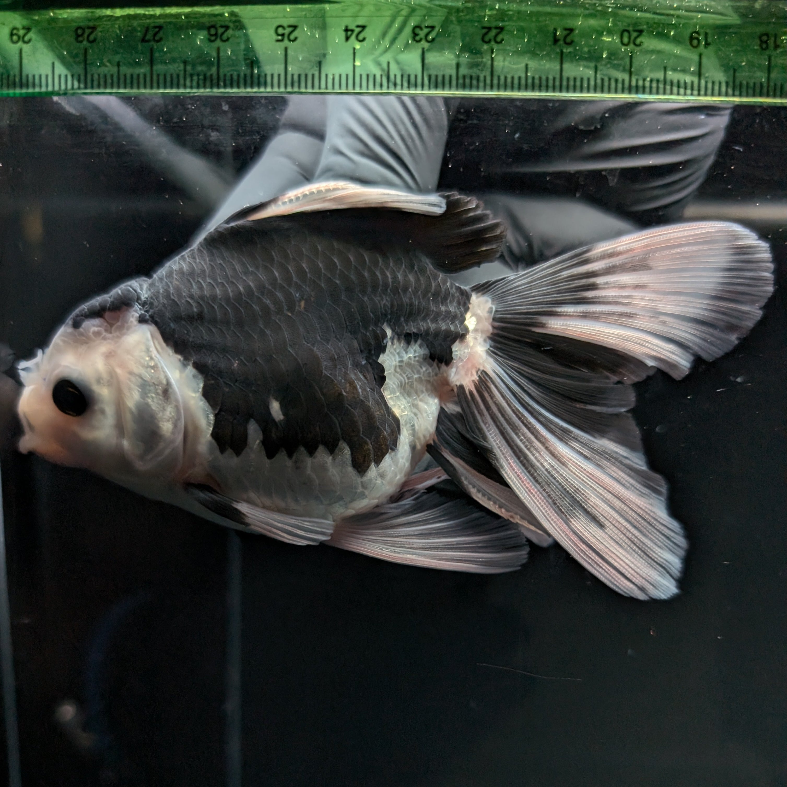Thai Oranda Panda  4.5"-5"  ID#718T5B-001
