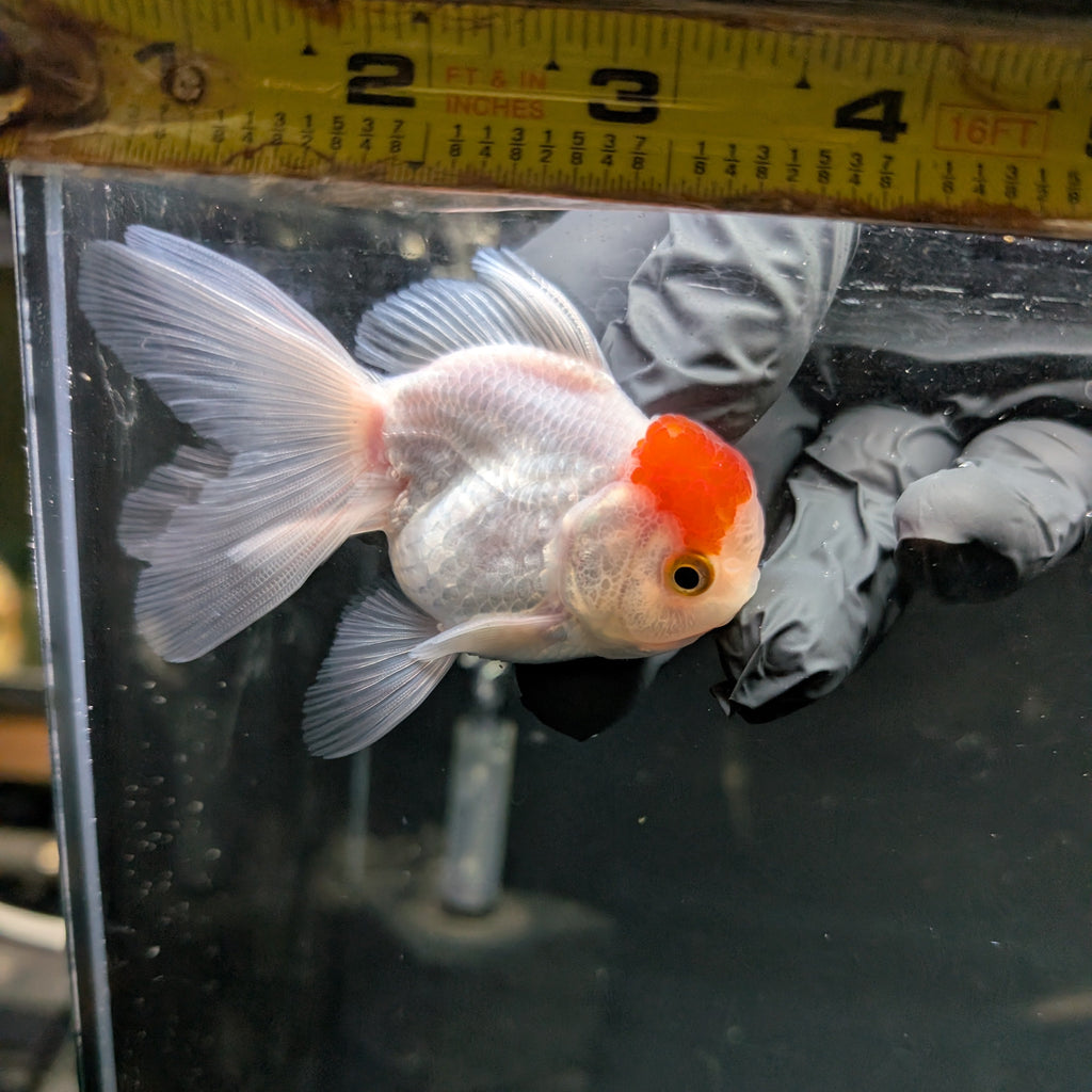 Juvenile Oranda Tricolor 3.5"-4" in.  ID#417T7A-009