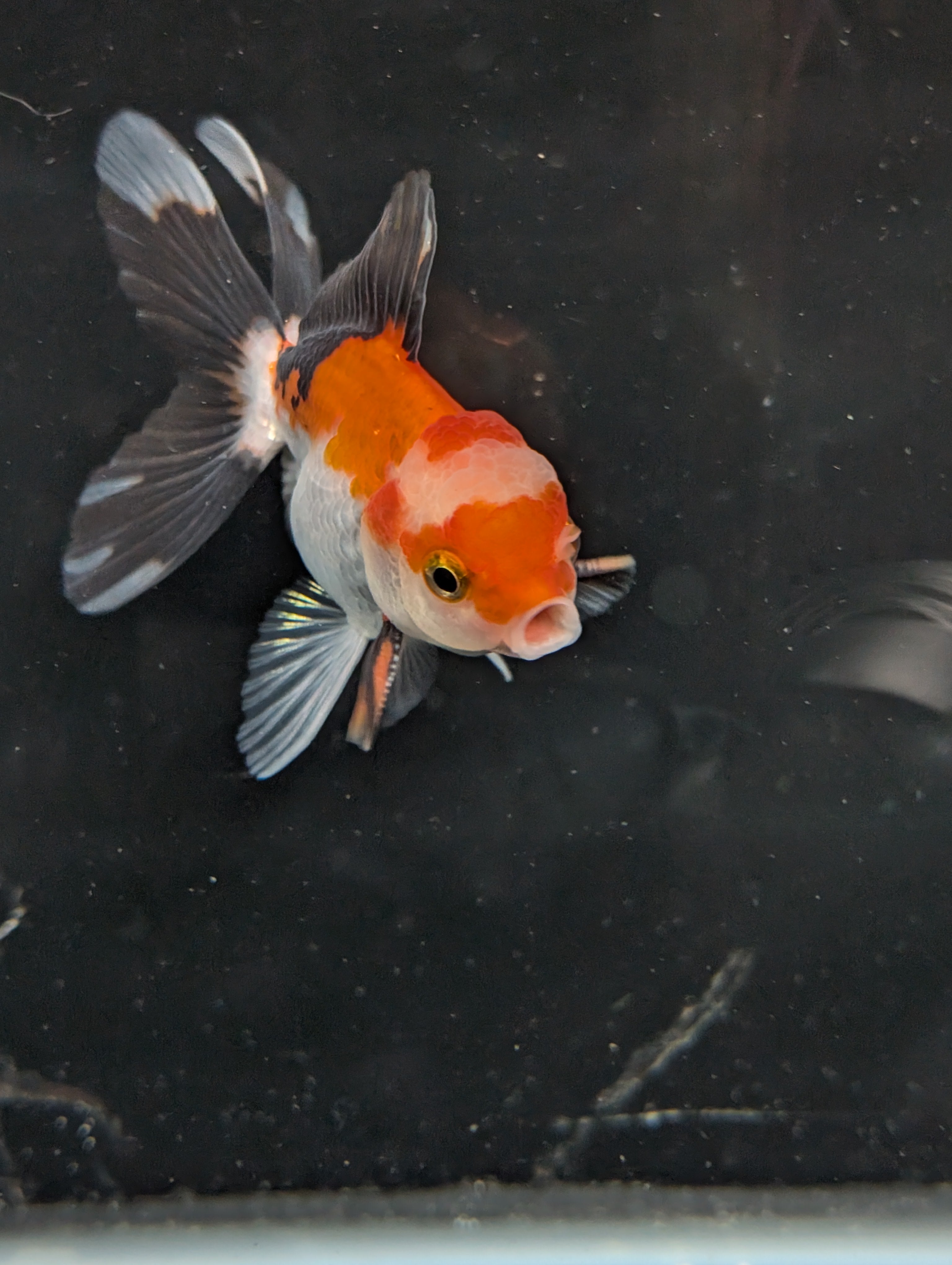 Juvenile Oranda Tricolor 3.5"-4" in.  ID#410T8A-018