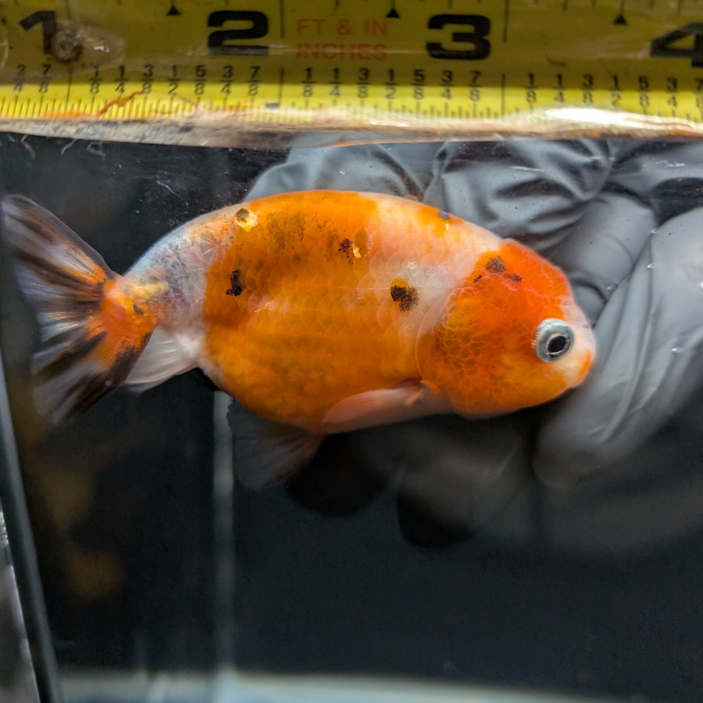 Ranchu Calico 3"-3.5" in. ID#403R7A-004