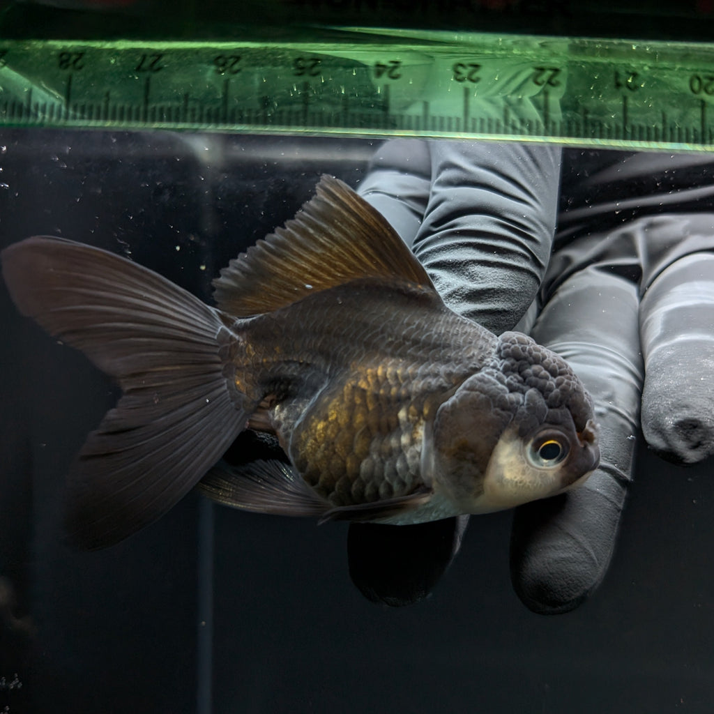 Thai Juvenile Oranda Panda 3"-3.5" in.  ID#724T1A-025