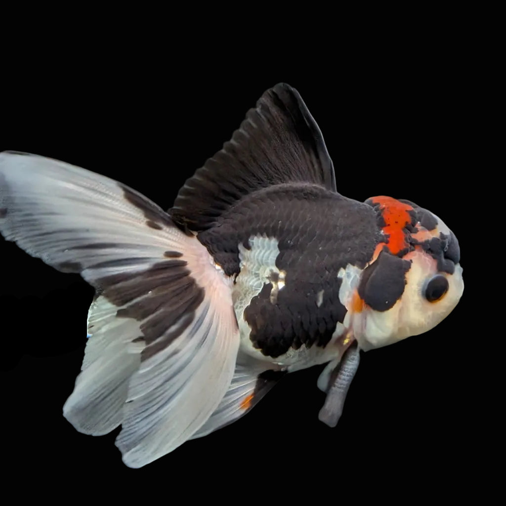 Thai Juvenile Oranda Tricolor 3.5"-4"in.  ID#731T1A-053