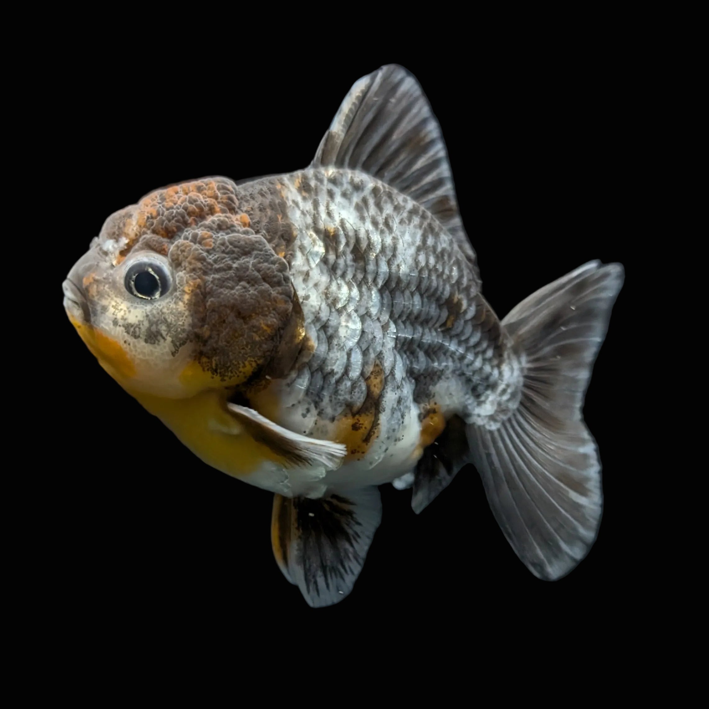 Thai Oranda Shogun Kirin Calico 4" in. ID#626SG7A-001