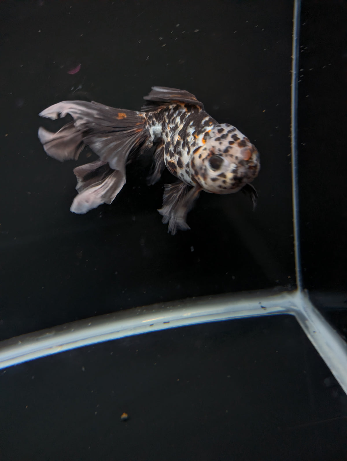 Calico Oranda 4.5"-5"in. ID#911LB2A-002