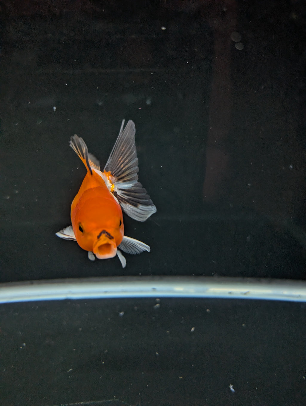 Juvenile Oranda Tricolor 3.5"-4" in.  ID#501T2A-003