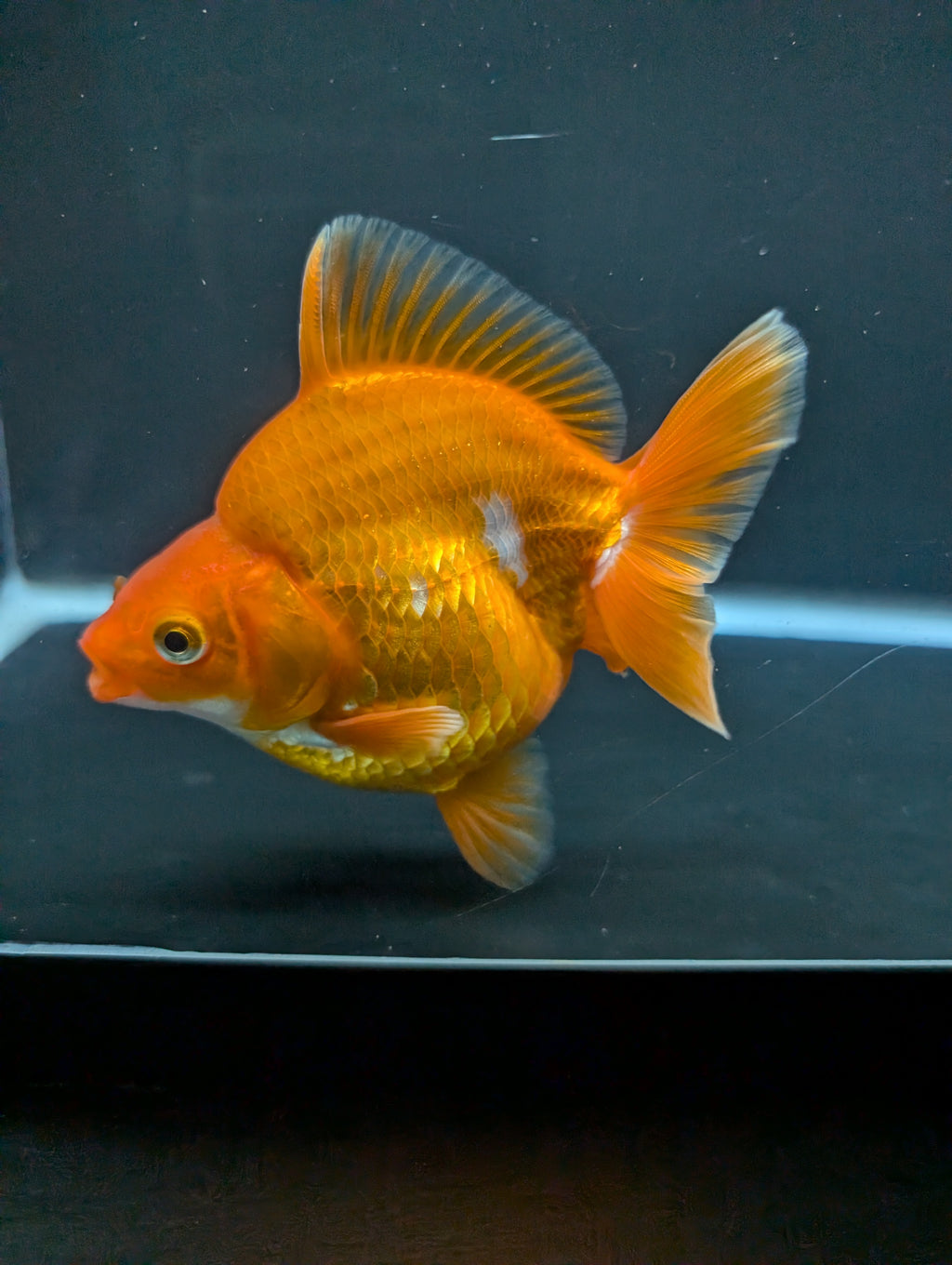 Jumbo Ryukin Short Tail Red White 4.5" in. ID#828STR5B-002