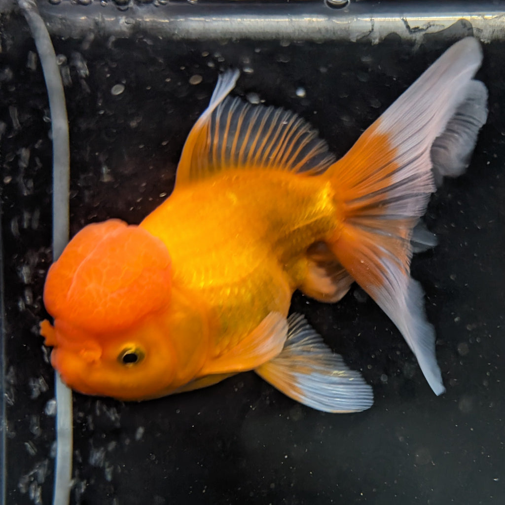 Jumbo Oranda Red White 6.5"-7"in.  ID#522T4B-002