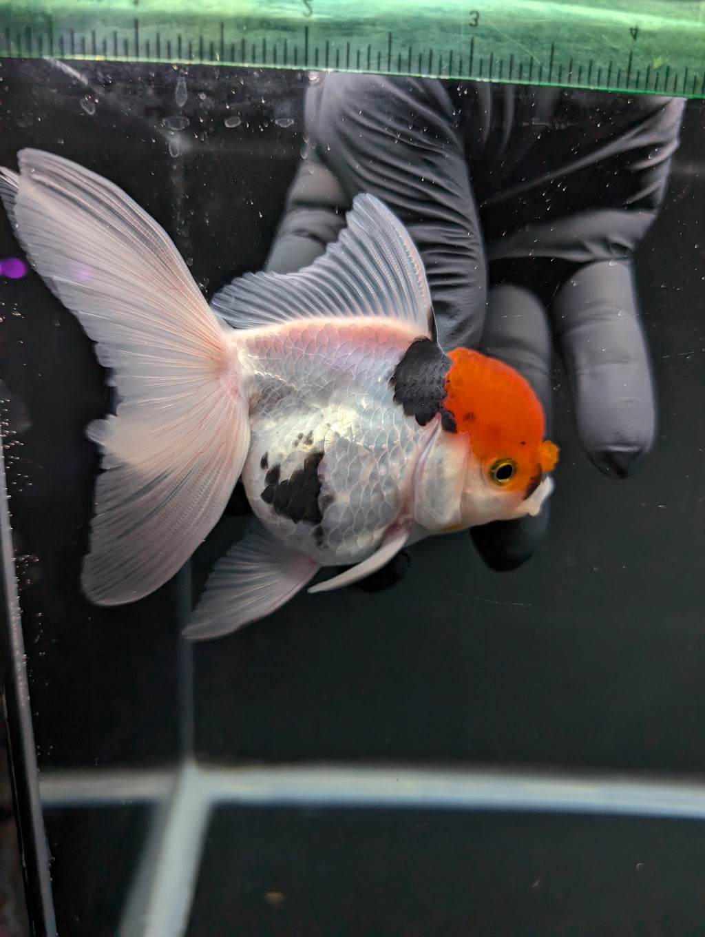 Thai Oranda Tricolor 4"-4.5"in.  ID#1016T1A-006