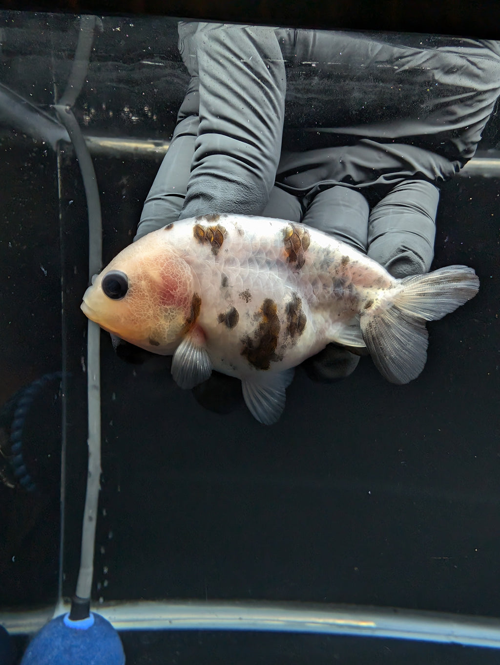 Ranchu Calico 3"-3.5" in. ID#529R13A-061