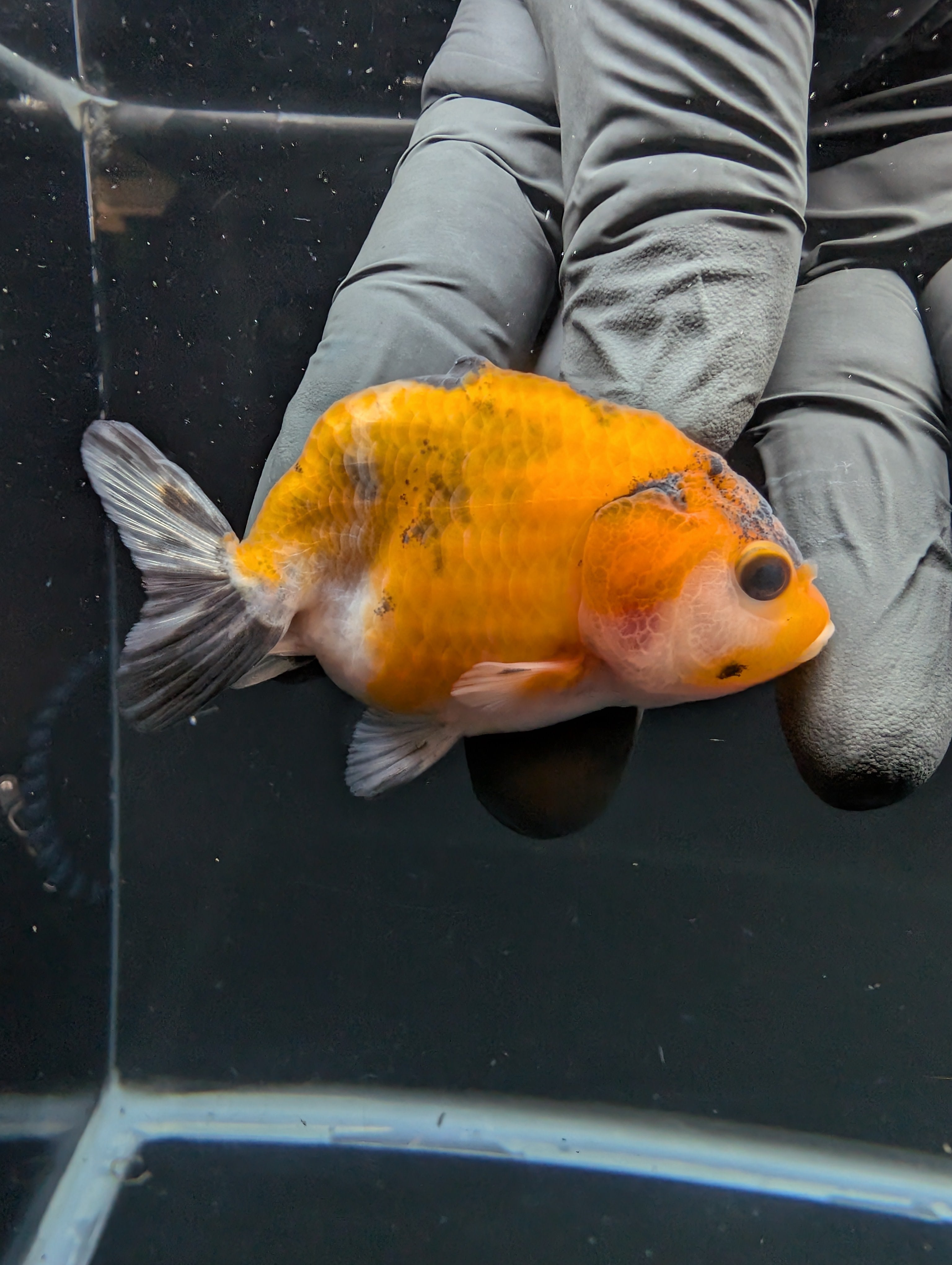 Ranchu Calico 2.5"-3" in. ID#717R4A-009