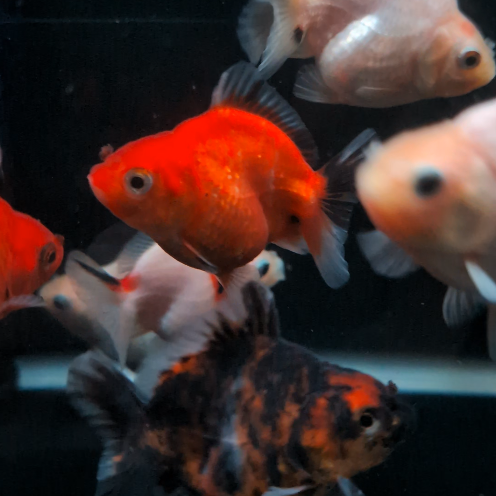 BULK 5PACK - Baby Thai Shogun Oranda Mix Color 2"-2.5" in. *Assorted Dealers Choice