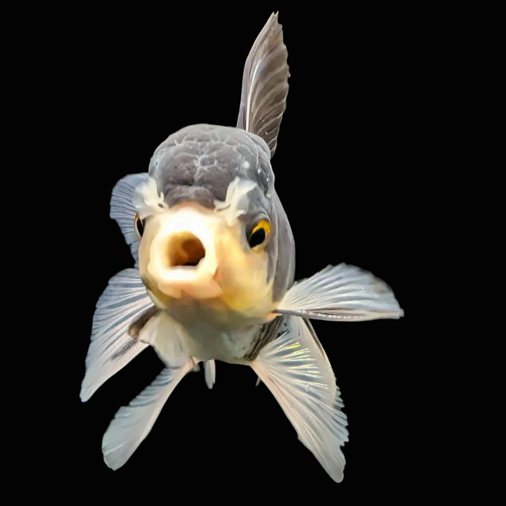 Thai Juvenile Oranda Panda 3.5"-4"in.  ID#724T1A-027