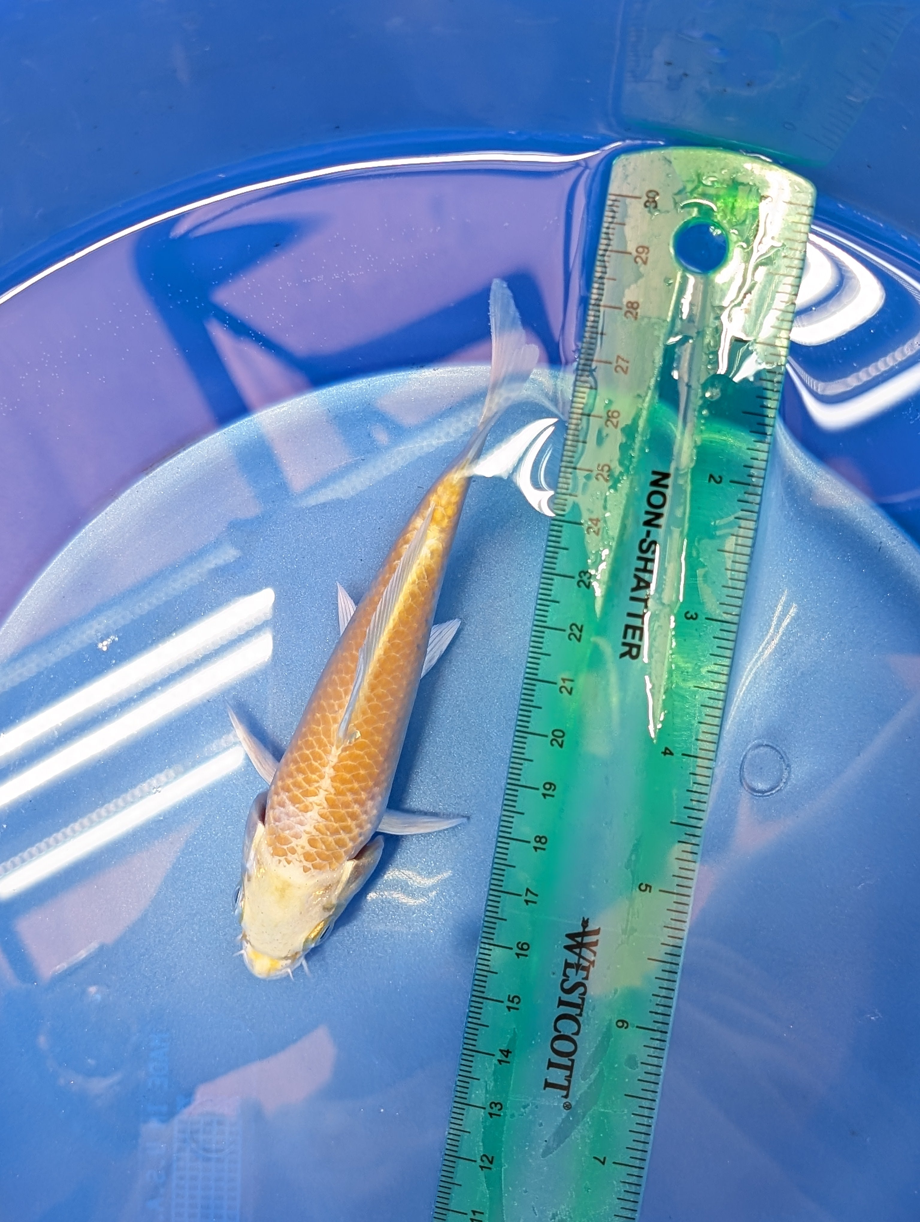 Yamabuki Ogon Koi  5"-6"in. ID#806BFK-011