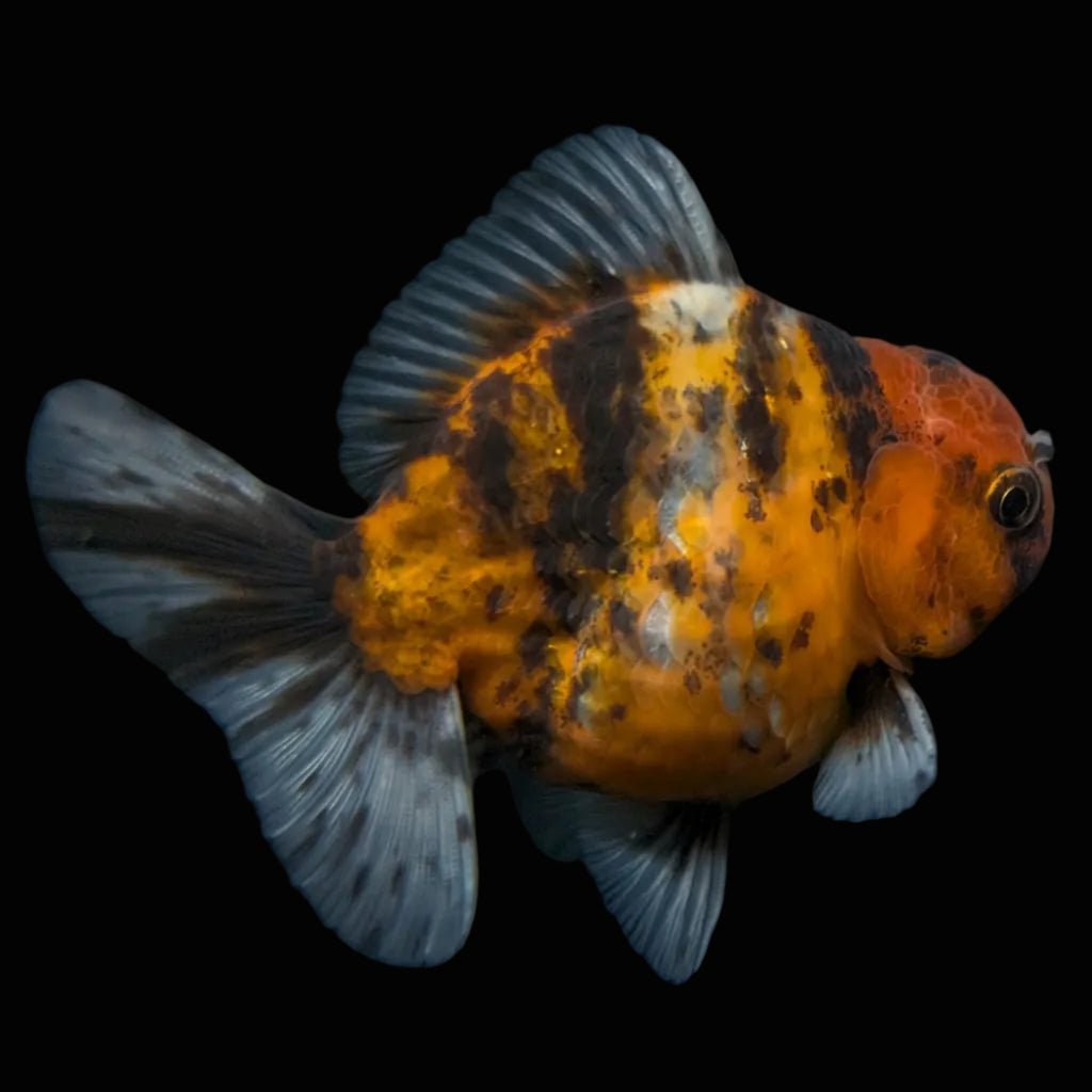 Thai Oranda Shogun Tiger Calico 4" in. ID#626SG7A-004