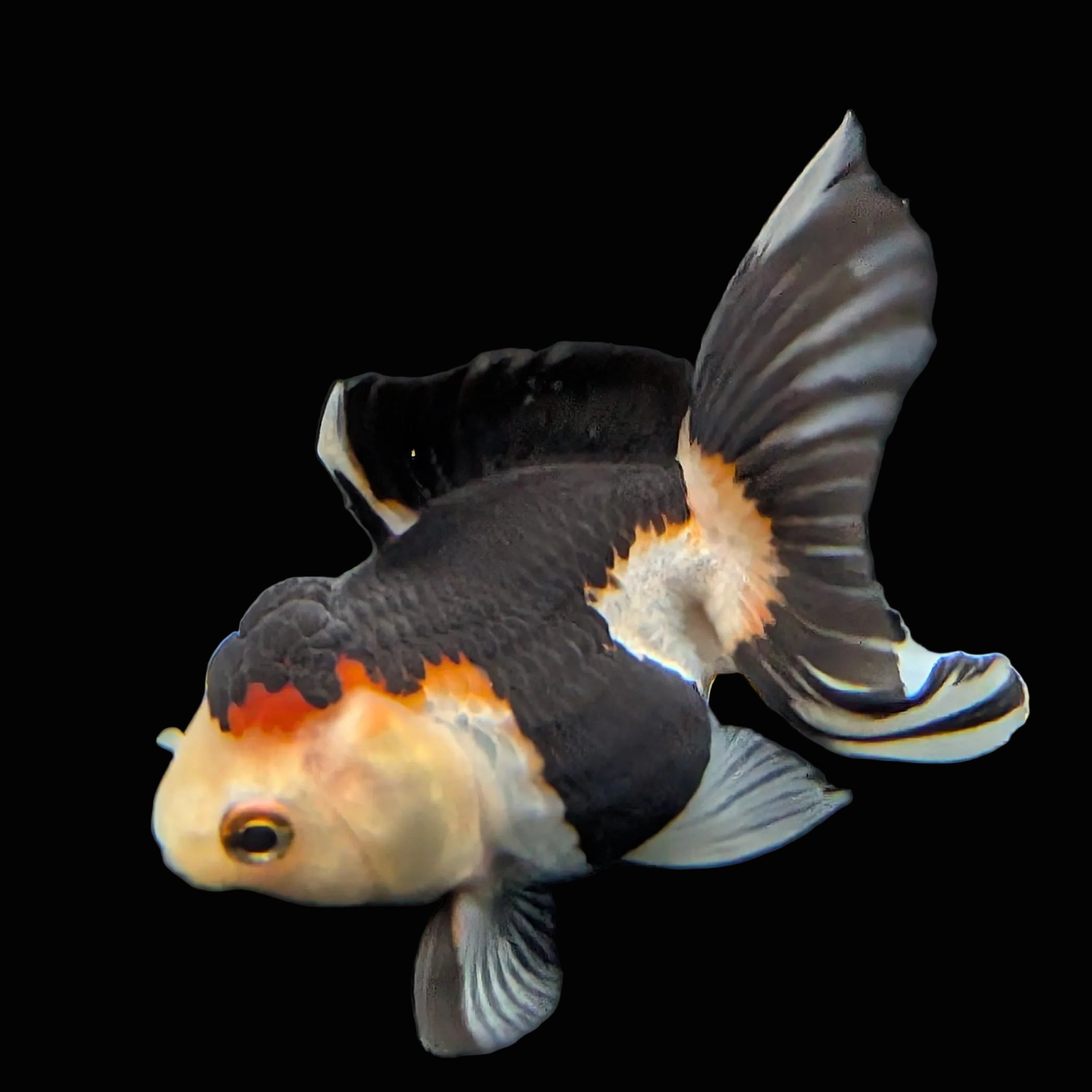 Juvenile Thai Oranda Tricolor Panda 3.5"in.  ID#821T1A-024