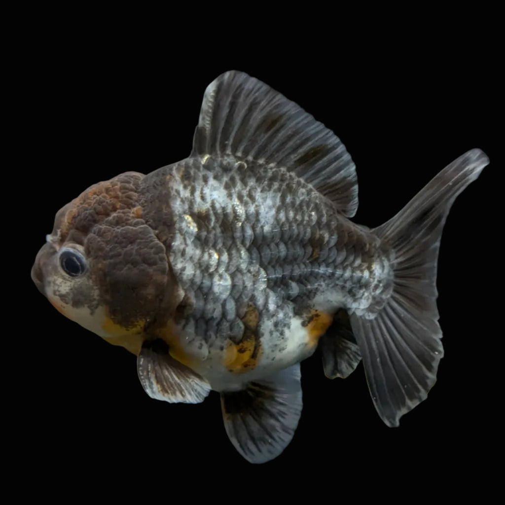 Thai Oranda Shogun Kirin Calico 4" in. ID#626SG7A-001