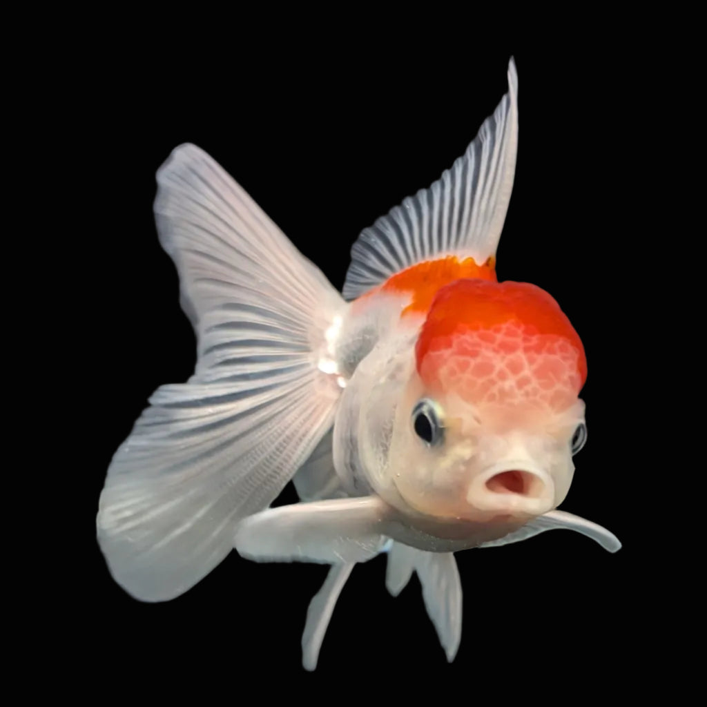 Juvenile Oranda Tricolor 3.5"-4" in.  ID#417T7A-001