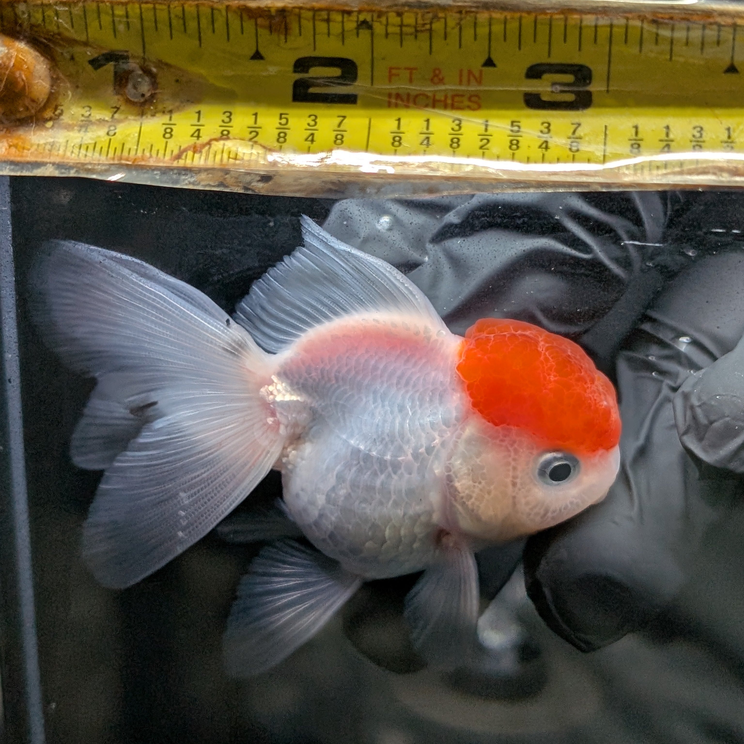 Juvenile Oranda Tricolor 3.5"-4" in.  ID#424T1A-010
