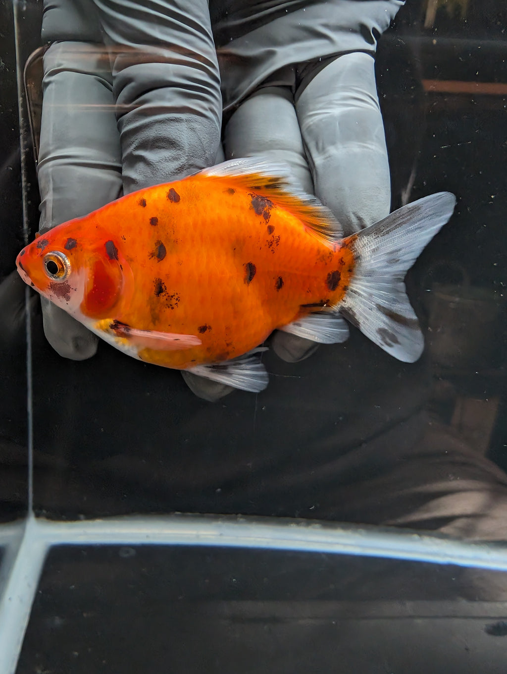 Tamasaba Calico 3.5" in. ID#1023TM1B-024