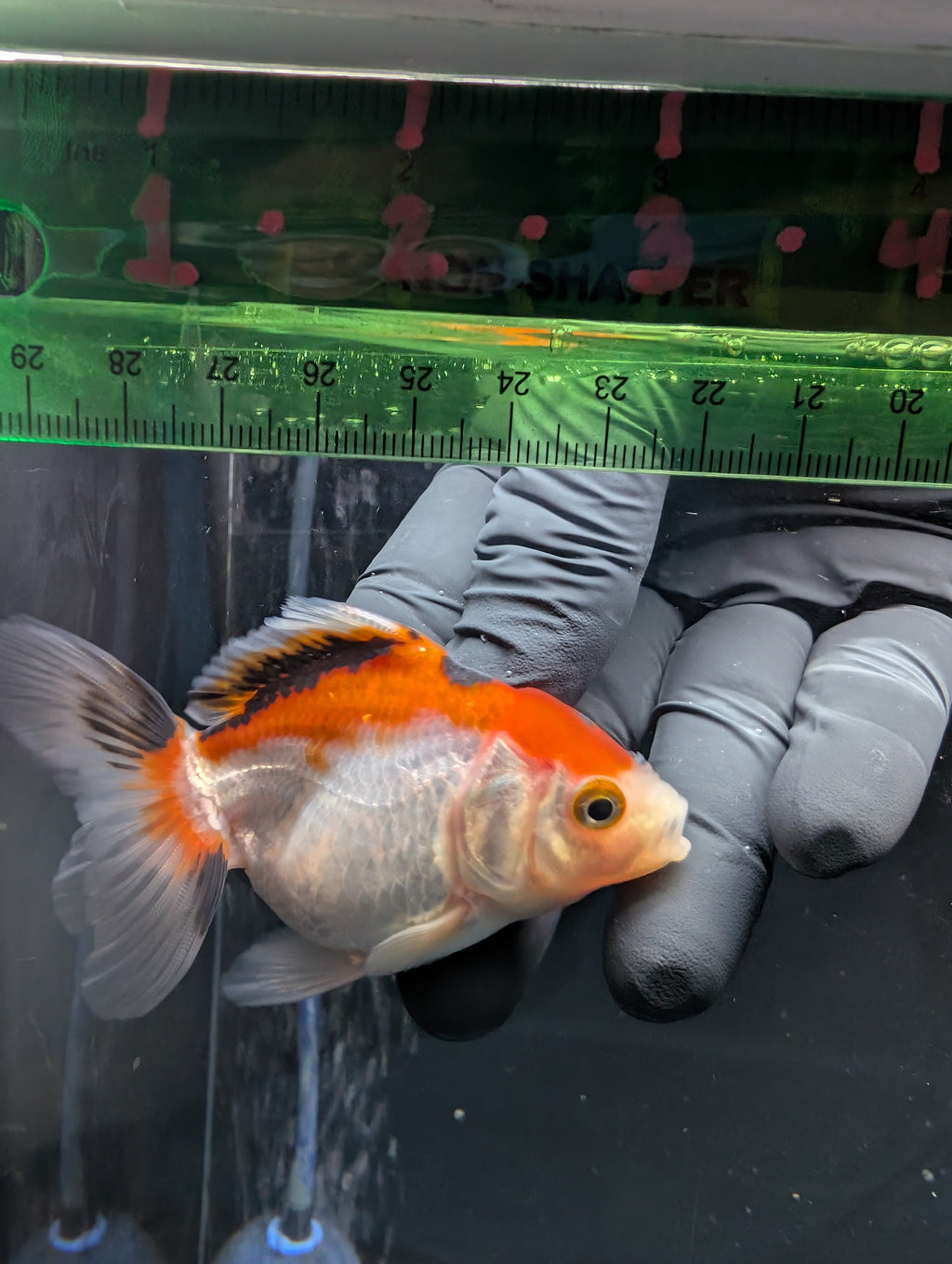 Thai Juvenile Oranda Tricolor 3"-3.5" in.  ID#626T1A-004