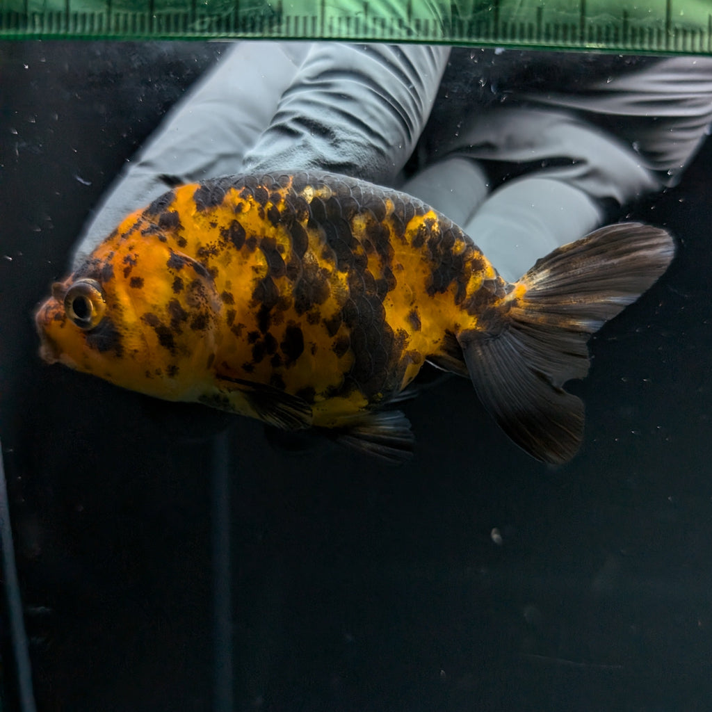 Ranchu Calico 2.5"-3" in. ID#724R4A-028