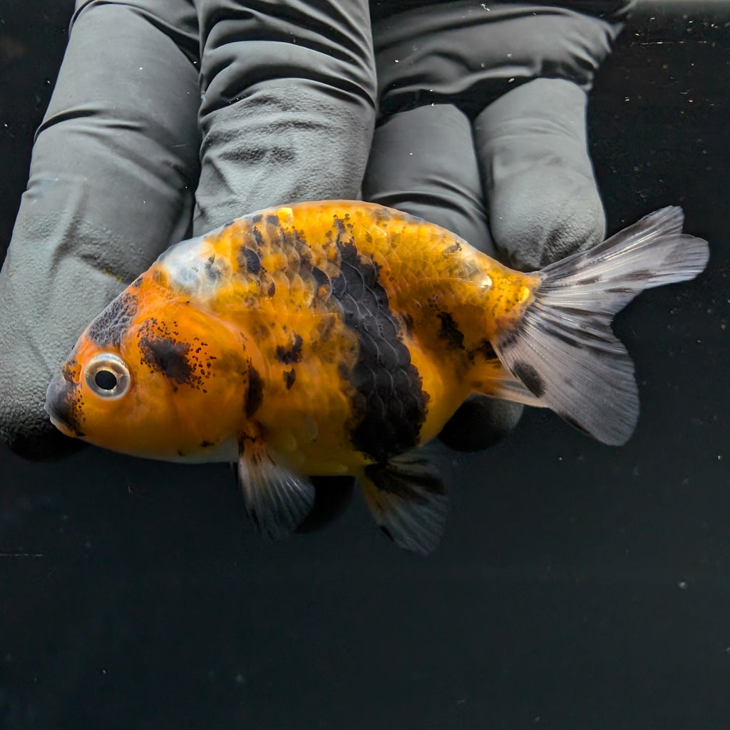 Ranchu Calico 2.5"-3" in. ID#717R4A-006