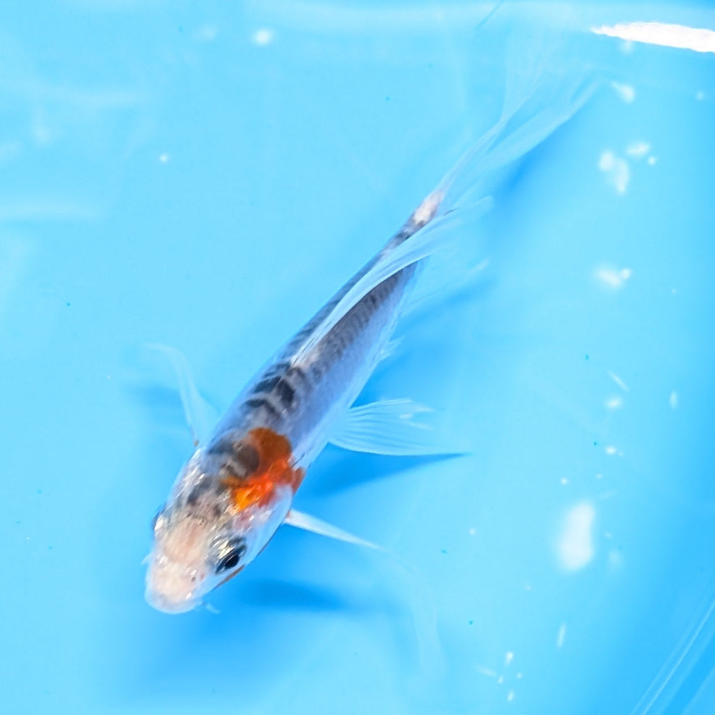 Shusui Butterfly Koi  5"-6" in. ID#727BFK-006