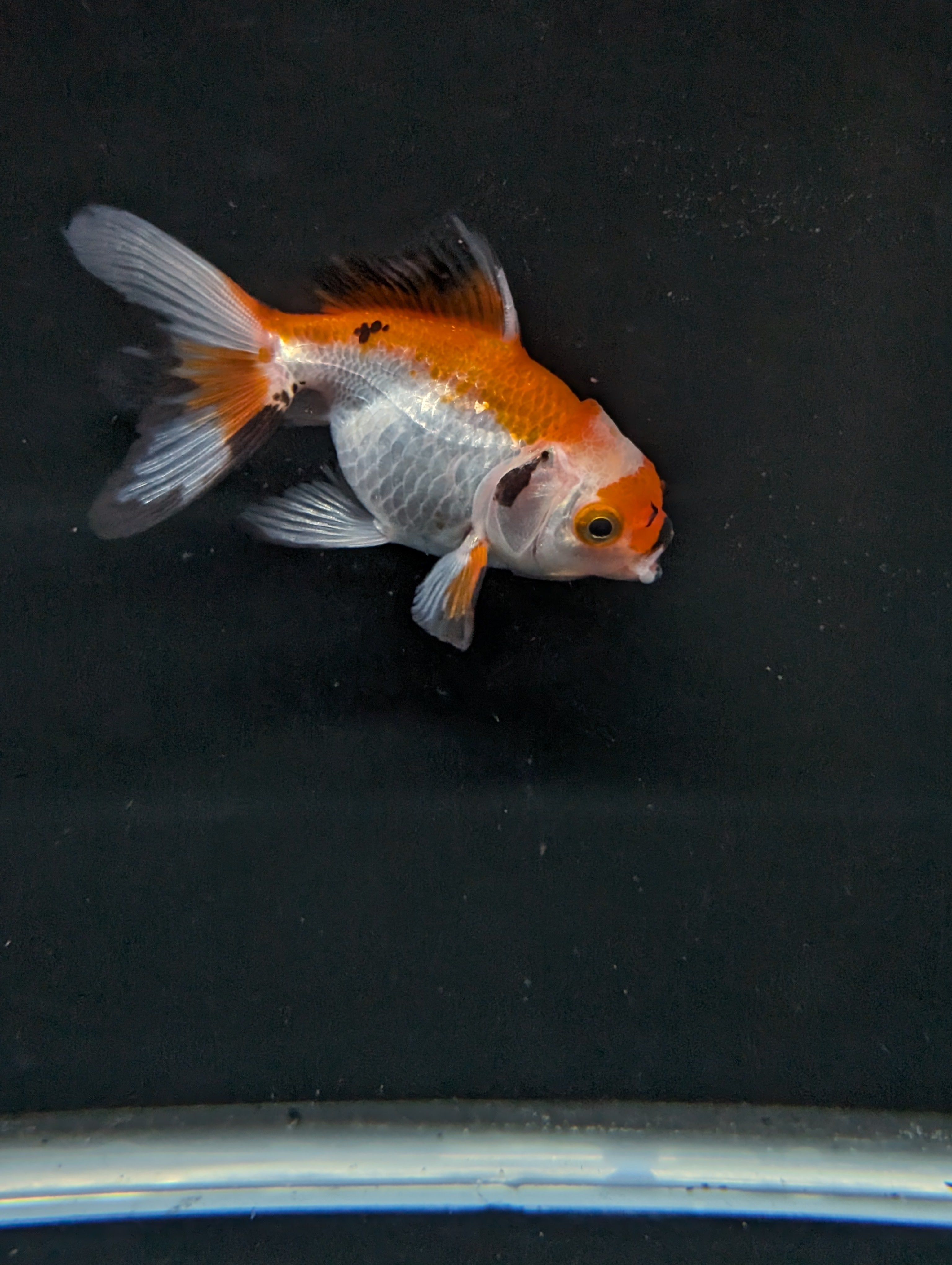 Juvenile Oranda  Tricolor 3"-3.5"in.  ID#619T1A-004