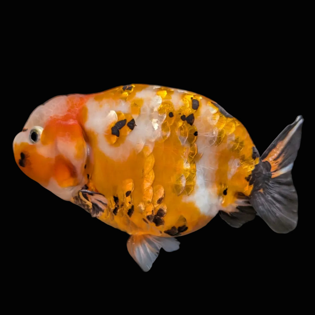 Jumbo Ranchu Calico 4.5"-5" in. ID#821R8A-032