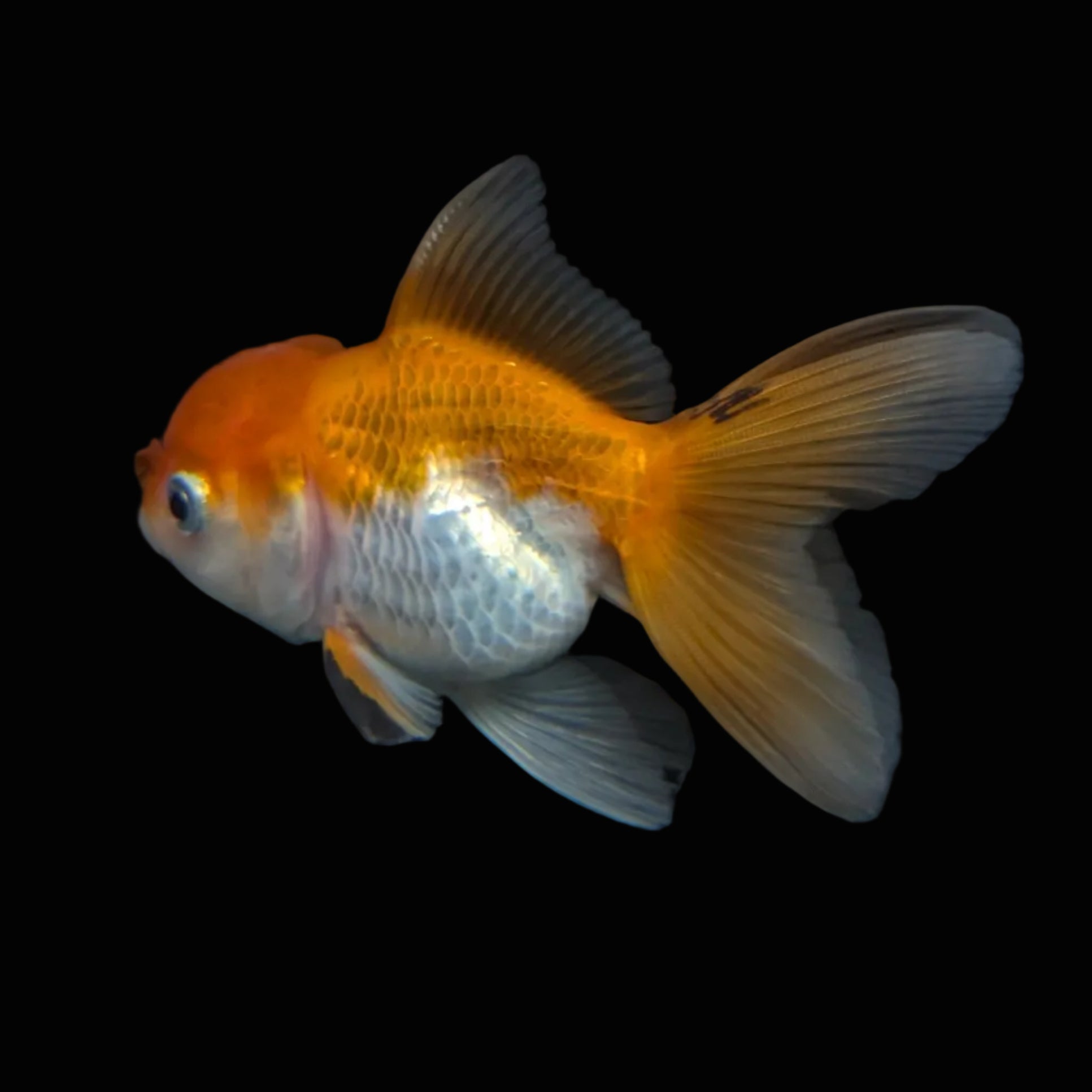 Thai Juvenile Oranda Red White 3"-3.5" in.  ID#724T1A-028