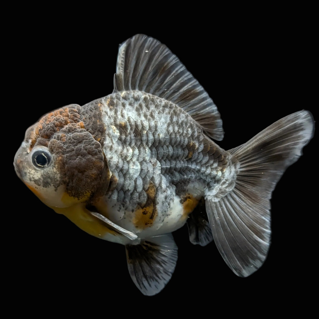 Thai Oranda Shogun Kirin Calico 4" in. ID#626SG7A-001