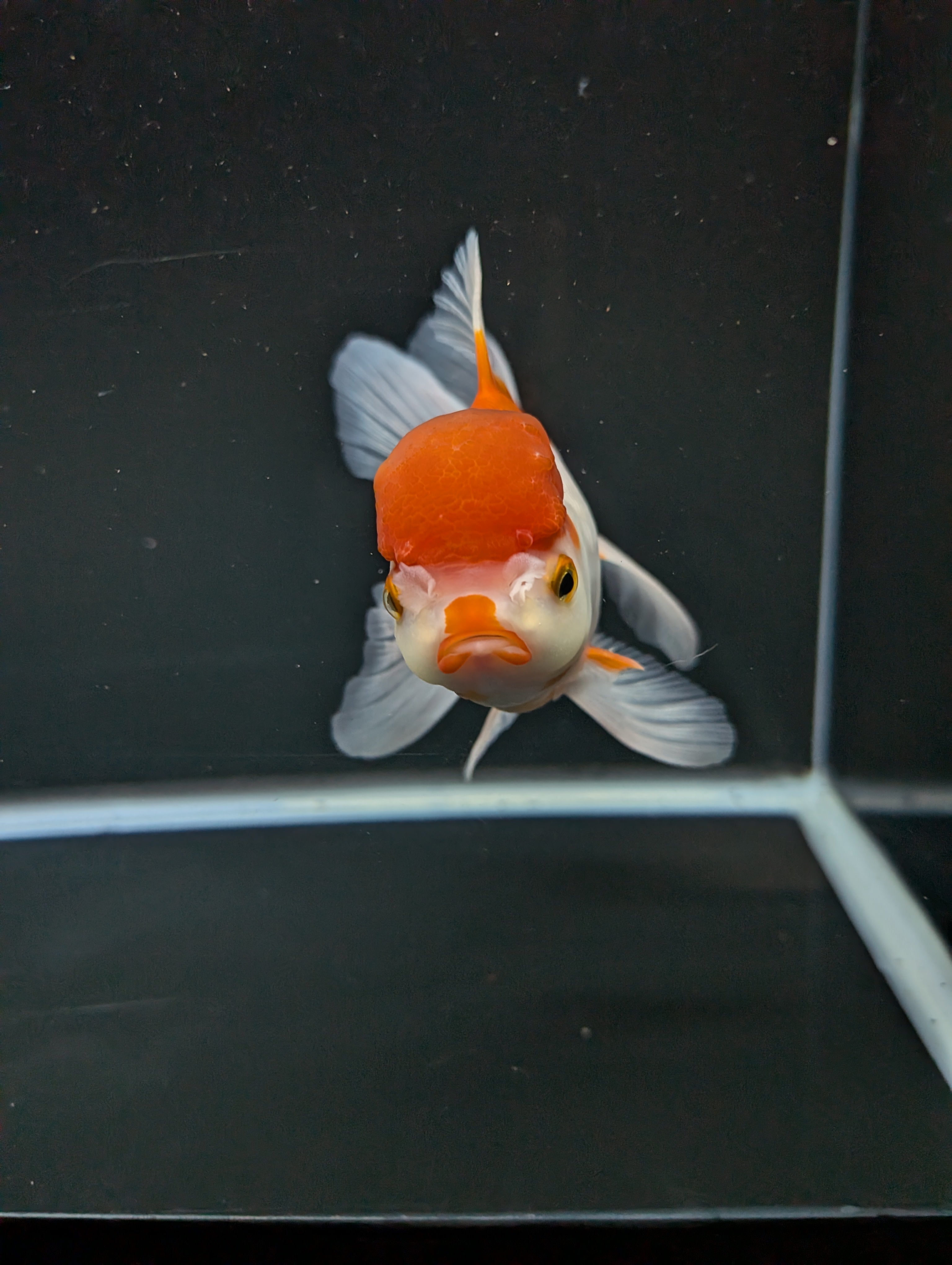 Jumbo Oranda Red White 6.5"-7"in.  ID#522T4B-001