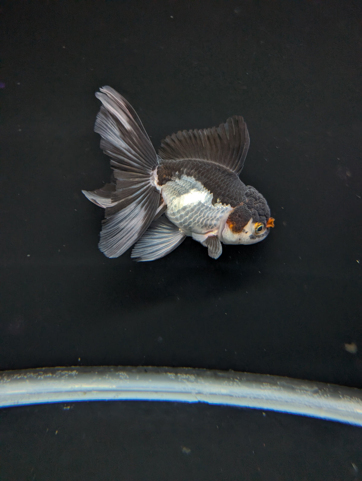 Thai Oranda Panda Tricolor 4"-4.5"in.  ID#1023T1A-026