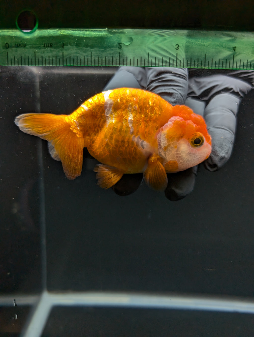 Ranchu Red White 3.5"-4"in. ID#828R4A-021
