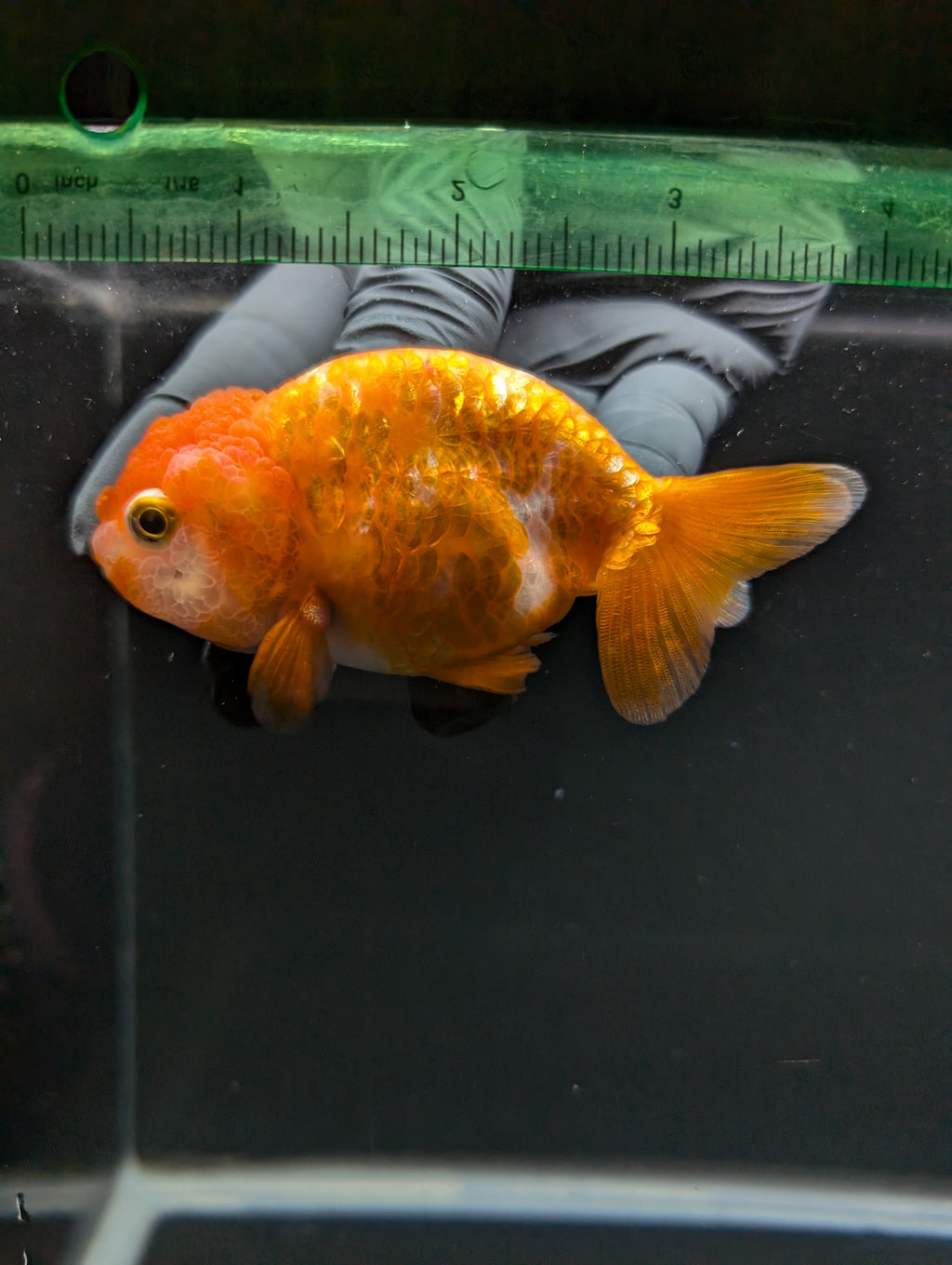 Ranchu Red White 3.5"-4"in. ID#828R4A-021