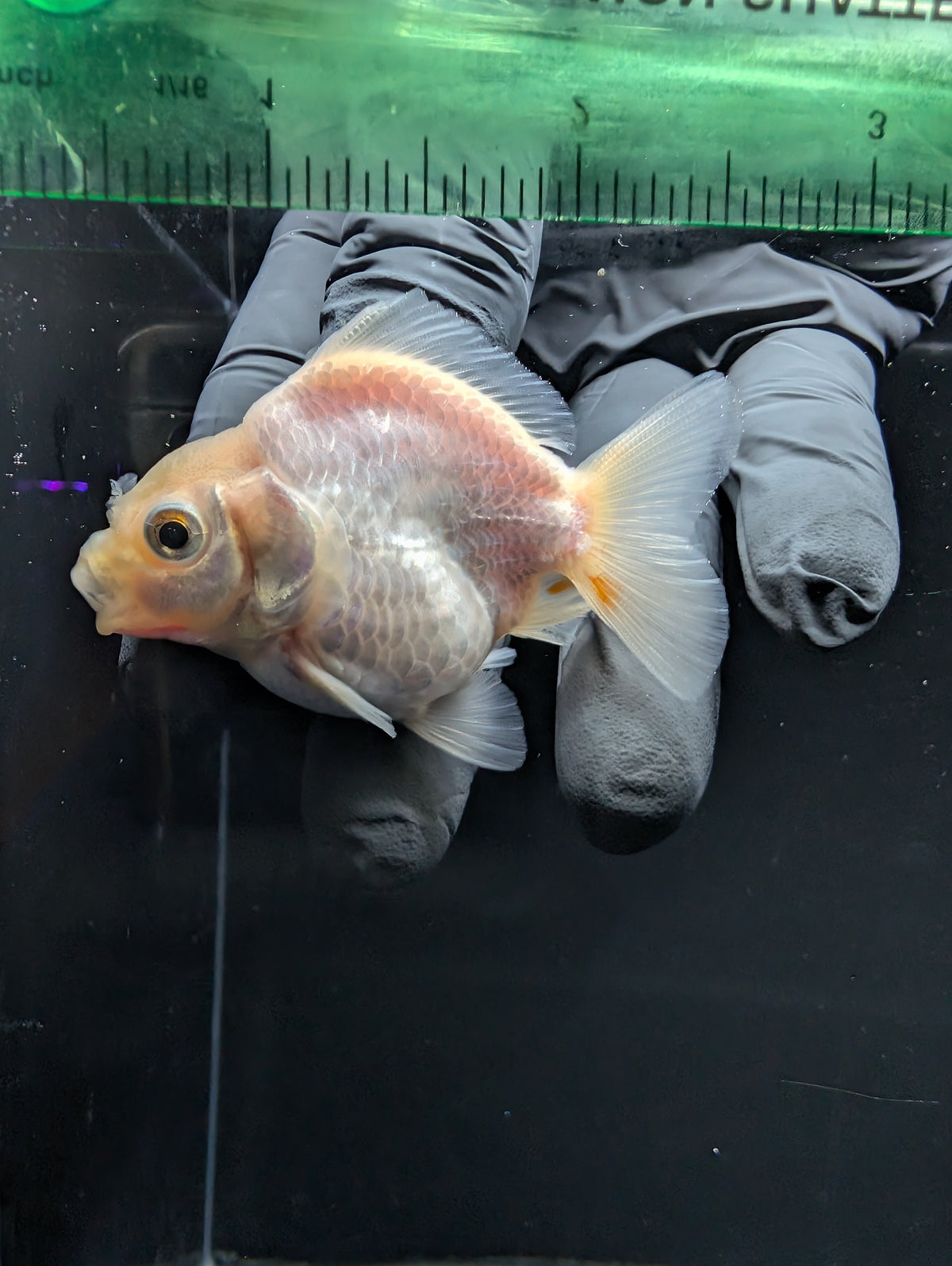 Baby Thai Shogun Oranda White 2"-2.5" in. ID#1016BSG11A-008