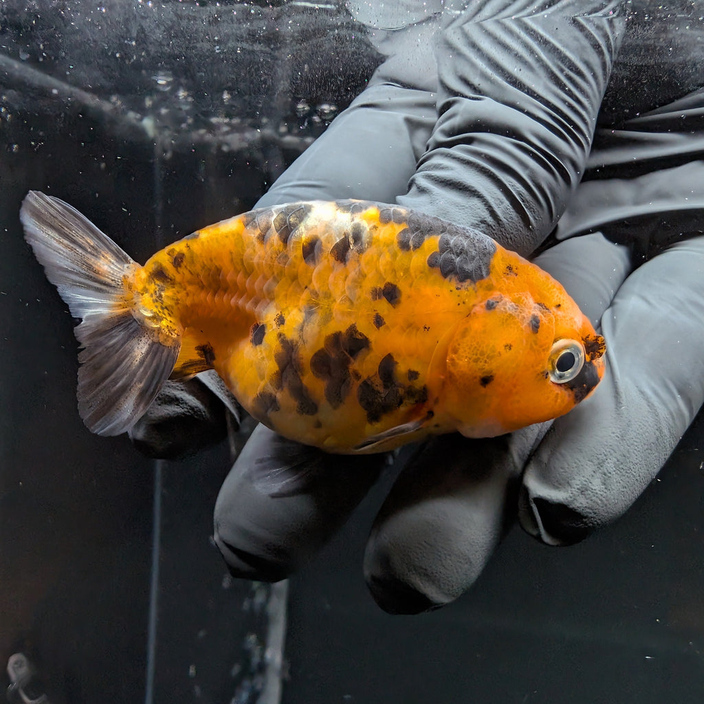 Ranchu Calico 3"-3.5" in. ID#515R4A-014