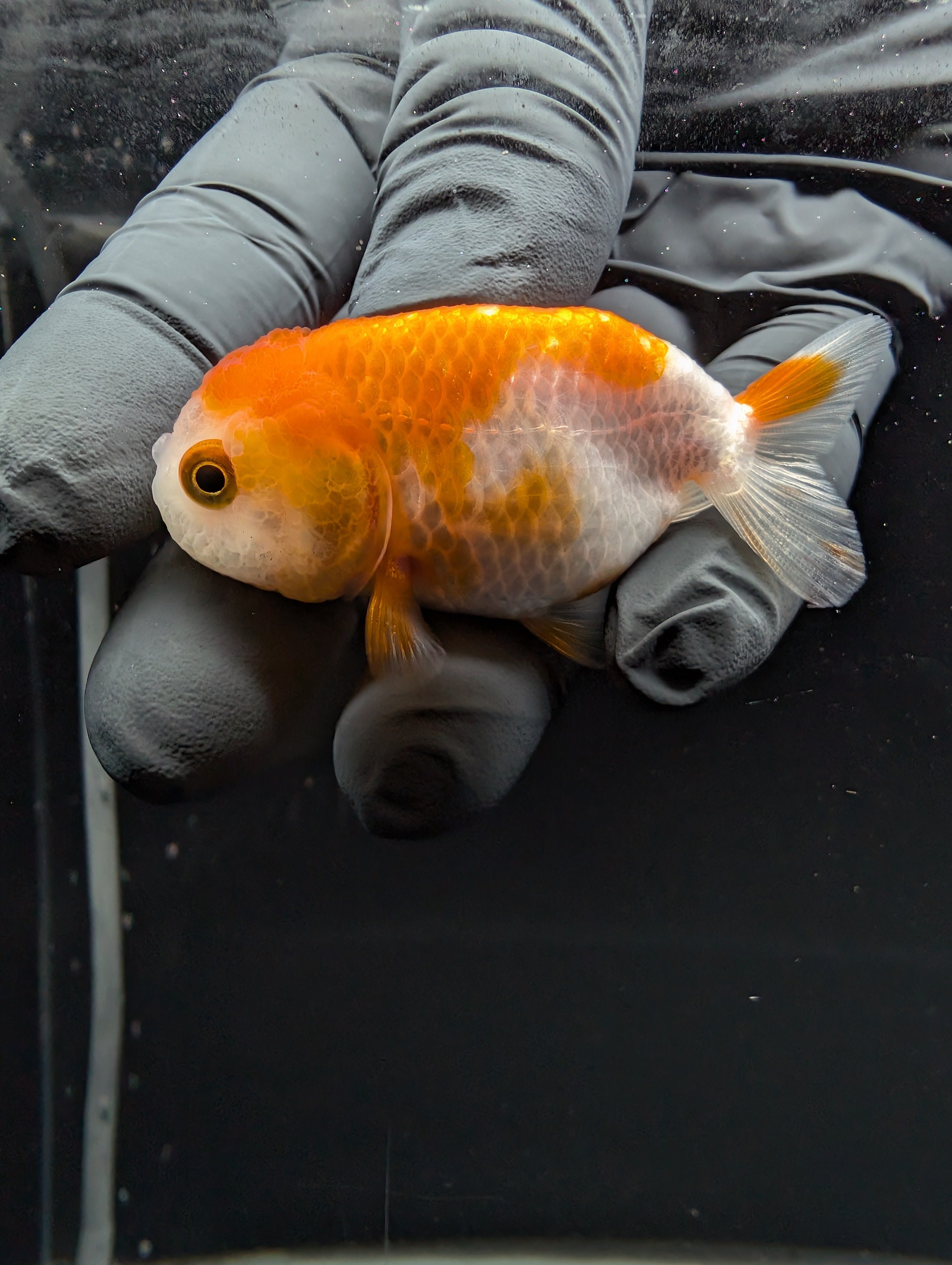 Baby Ranchu Red White 2.5"-3" in. ID#529R4A-054