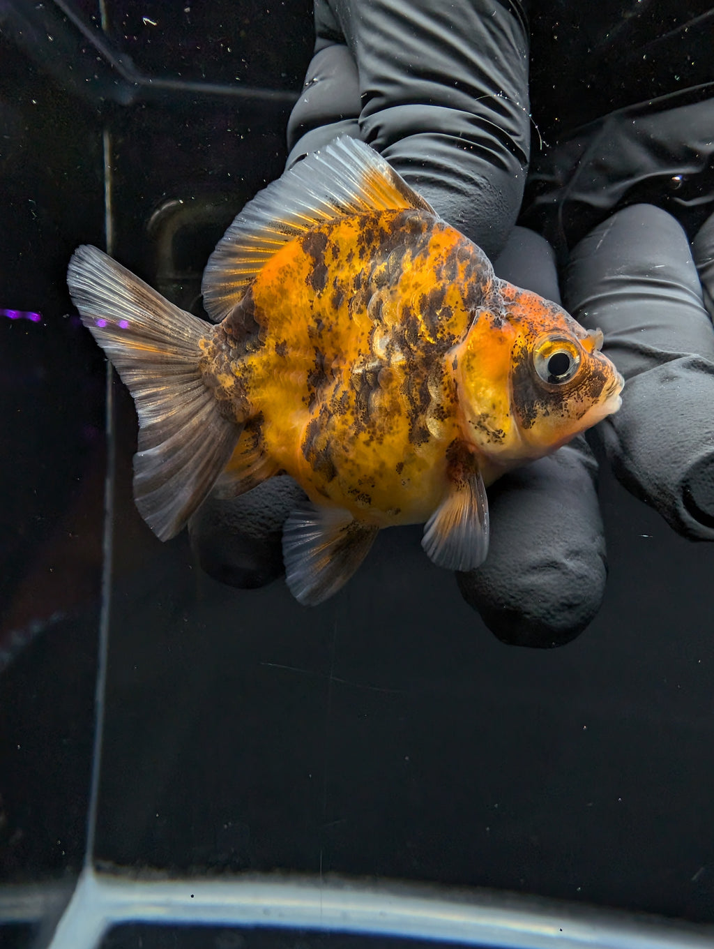 Baby Thai Shogun Oranda Tiger Calico 2"-2.5" in. ID#1016BSG11A-005